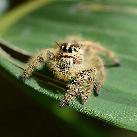 Hyllus diardi 3 http://www.jungledragon.com/image/37580/hyllus_sp._1.html
http://www.jungledragon.com/image/37581/hyllus_sp._2.html
http://www.jungledragon.com/image/37582/hyllus_sp._4.html Geotagged,Hyllus diardi,Indonesia,Salticidae,Winter,hyllus