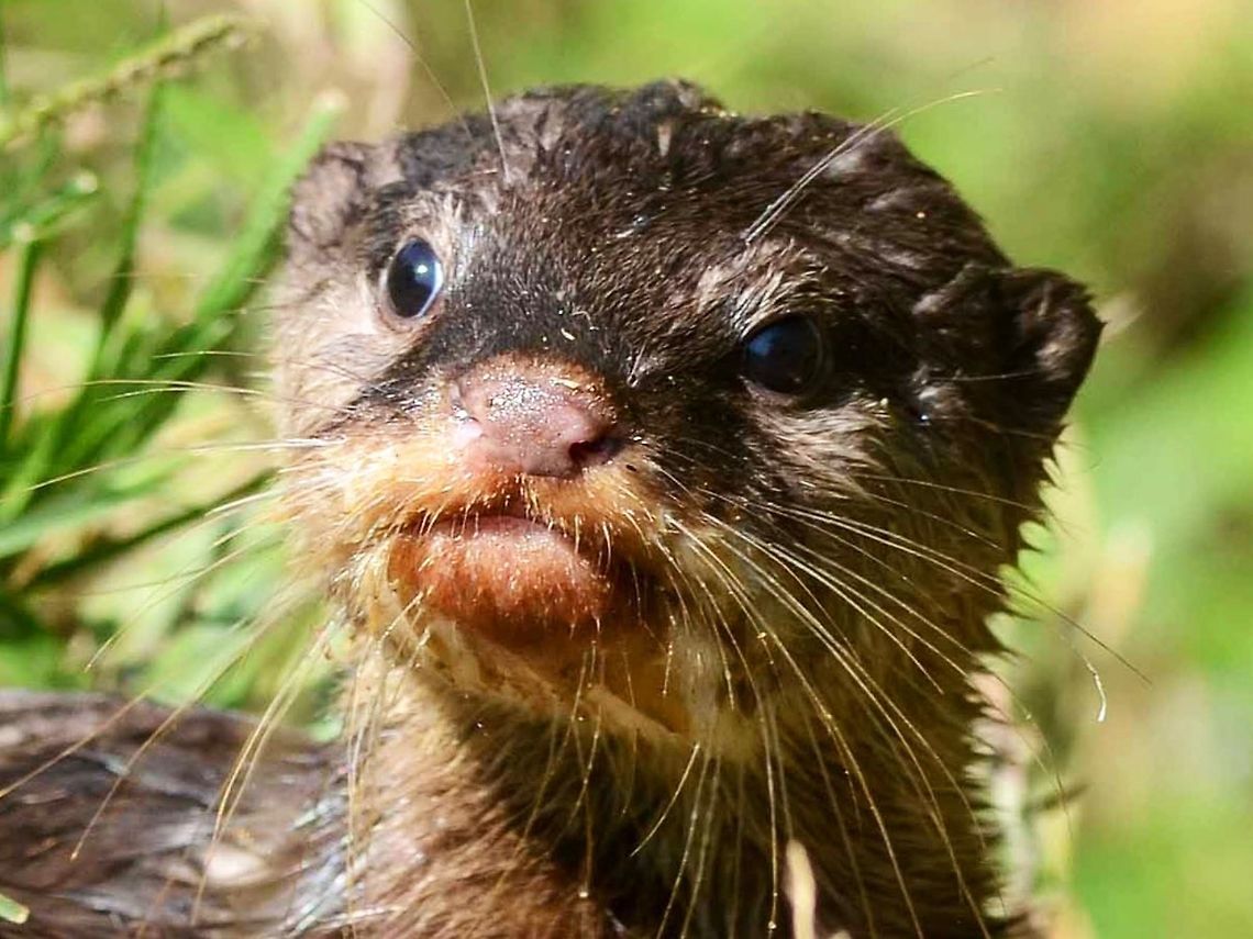 Oriental small-clawed otter A close-up of the otter.<br />
<figure class="photo"><a href="https://www.jungledragon.com/image/37620/oriental_small_clawed_otter.html" title="Oriental Small Clawed Otter"><img src="https://s3.amazonaws.com/media.jungledragon.com/images/2784/37620_thumb.JPG?AWSAccessKeyId=05GMT0V3GWVNE7GGM1R2&Expires=1759968010&Signature=PBPGD3aMR5AQCijiIv5s59rMuY4%3D" width="200" height="150" alt="Oriental Small Clawed Otter I would like to tell you that I built a hide and staked out for three days, forgoing food and water, fighting off snakes and spiders and half eaten by huge mosquitoes. But the truth is that this gem was running towards me along the path. It obviously had not spotted me, so I dropped to my knee to announce my presence, scared that it would get too close for a shot.<br />
<br />
The otter stopped in its tracks, allowing me one shot, then vanished down the steep bank of the stream, never to be seen again. I know it is still around when I catch the occasional whiff of its pungent, fishy droppings, as I lie belly down, collecting mud-puddling butterfly shots, feeding on the rich nutrients of the excrement.<br />
<br />
Location is Bandung, West Java, Indonesia. Alongside a stream and paddy fields.<br />
http://www.jungledragon.com/image/37619/oriental_small-clawed_otter.html<br />
 Aonyx cinerea,Bandung,Geotagged,Indonesia,Oriental small-clawed otter,Winter" /></a></figure> Aonyx cinerea,Geotagged,Indonesia,Oriental small-clawed otter,Winter