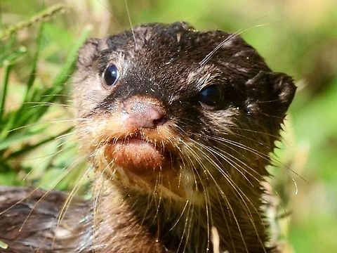 Oriental small-clawed otter A close-up of the otter.
http://www.jungledragon.com/image/37620/oriental_small_clawed_otter.html Aonyx cinerea,Geotagged,Indonesia,Oriental small-clawed otter,Winter
