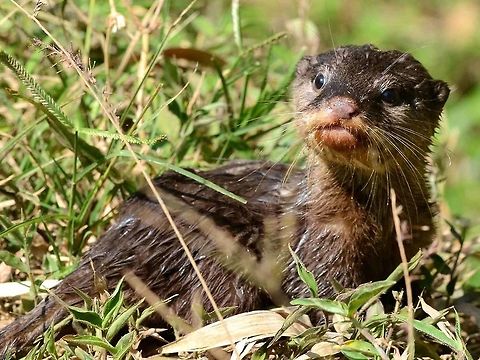 Oriental Small Clawed Otter I would like to tell you that I built a hide and staked out for three days, forgoing food and water, fighting off snakes and spiders and half eaten by huge mosquitoes. But the truth is that this gem was running towards me along the path. It obviously had not spotted me, so I dropped to my knee to announce my presence, scared that it would get too close for a shot.

The otter stopped in its tracks, allowing me one shot, then vanished down the steep bank of the stream, never to be seen again. I know it is still around when I catch the occasional whiff of its pungent, fishy droppings, as I lie belly down, collecting mud-puddling butterfly shots, feeding on the rich nutrients of the excrement.

Location is Bandung, West Java, Indonesia. Alongside a stream and paddy fields.
http://www.jungledragon.com/image/37619/oriental_small-clawed_otter.html
 Aonyx cinerea,Bandung,Geotagged,Indonesia,Oriental small-clawed otter,Winter