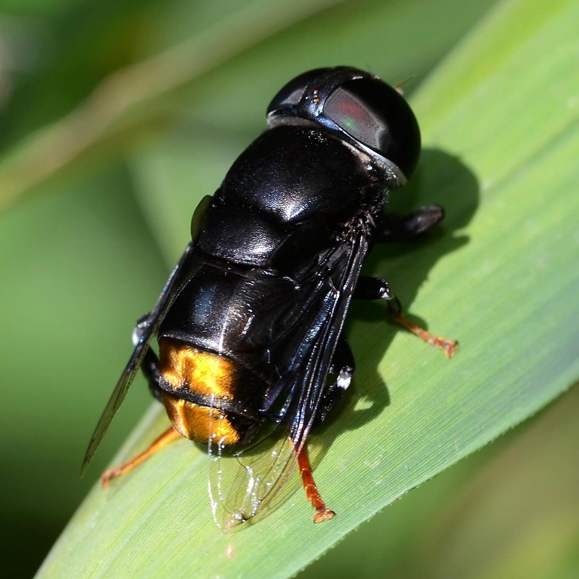 Phytomia chrysopyga I have posted this on other sites, but it was so difficult to find an ID, that I think it deserves a place on this site. I am posting two images, a male with the eyes touching, and this female with the eyes separated. In three years, I only managed to get close enough to capture images three times.<br />
<br />
Location is Bandung, West Java, Indonesia. Bushes alongside a stream and paddy fields.<br />
 Bandung,Geotagged,Indonesia,Phytomia chrysopyga,Winter