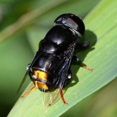 Phytomia chrysopyga I have posted this on other sites, but it was so difficult to find an ID, that I think it deserves a place on this site. I am posting two images, a male with the eyes touching, and this female with the eyes separated. In three years, I only managed to get close enough to capture images three times.

Location is Bandung, West Java, Indonesia. Bushes alongside a stream and paddy fields.
 Bandung,Geotagged,Indonesia,Phytomia chrysopyga,Winter