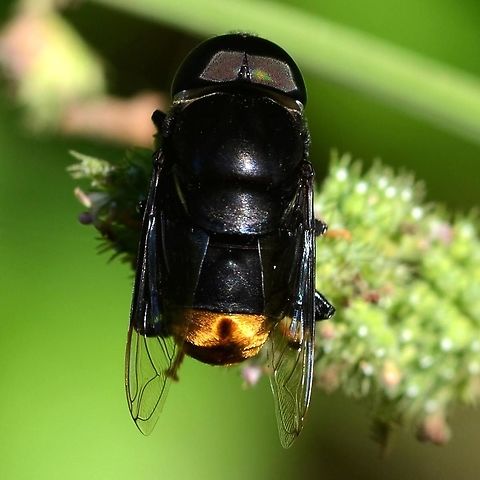 Phytomia chrysopyga  Geotagged,Indonesia,Phytomia chrysopyga,Winter