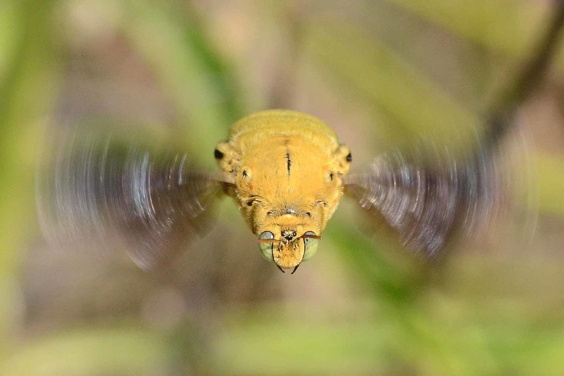 Xylocopa confusa male This bee took a dislike to my presence near its home. It hovered in front of my face for a few seconds, and then it would circle around me. This pattern was repeated until I either tried to get closer or walked away.<br />
<br />
The first day&rsquo;s images were not good, so I had to make a plan, and returned to the location several more times until I cracked the method.<br />
<br />
This is the male of the species, and as such has no sting, so this display was all bravado.<br />
<br />
Location is Bandung, West Java, Indonesia. Alongside a stream and paddy fields.<br />
<figure class="photo"><a href="https://www.jungledragon.com/image/37625/xylocopa_confusa_male.html" title="Xylocopa confusa male"><img src="https://s3.amazonaws.com/media.jungledragon.com/images/2784/37625_thumb.JPG?AWSAccessKeyId=05GMT0V3GWVNE7GGM1R2&Expires=1767225610&Signature=9no0TURlptKOcQ4f8qSL%2FqFaK8A%3D" width="200" height="150" alt="Xylocopa confusa male Side view.<br />
http://www.jungledragon.com/image/37624/xylocopa_confusa_male.html Bandung,Geotagged,Indonesia,Winter,Xylocopa confusa" /></a></figure><br />
 Bandung,Geotagged,Indonesia,Winter,Xylocopa confusa