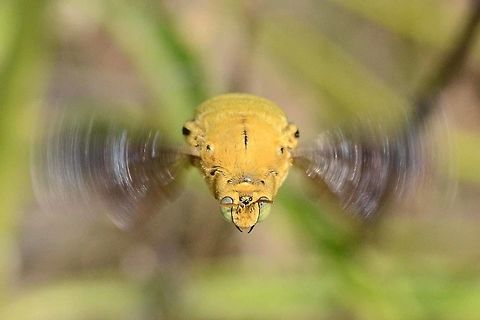 Xylocopa confusa male This bee took a dislike to my presence near its home. It hovered in front of my face for a few seconds, and then it would circle around me. This pattern was repeated until I either tried to get closer or walked away.

The first day’s images were not good, so I had to make a plan, and returned to the location several more times until I cracked the method.

This is the male of the species, and as such has no sting, so this display was all bravado.

Location is Bandung, West Java, Indonesia. Alongside a stream and paddy fields.
http://www.jungledragon.com/image/37625/xylocopa_confusa_male.html
 Bandung,Geotagged,Indonesia,Winter,Xylocopa confusa