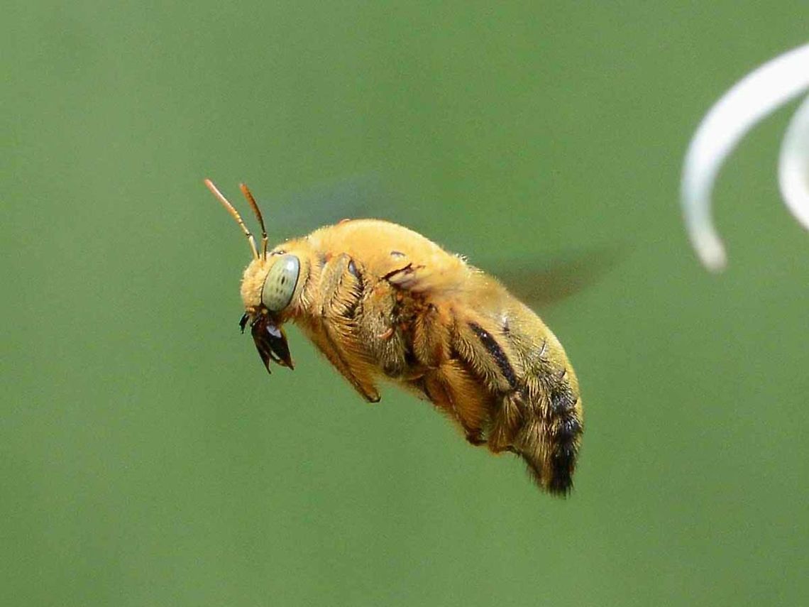 Xylocopa confusa male Side view.<br />
<figure class="photo"><a href="https://www.jungledragon.com/image/37624/xylocopa_confusa_male.html" title="Xylocopa confusa male"><img src="https://s3.amazonaws.com/media.jungledragon.com/images/2784/37624_thumb.JPG?AWSAccessKeyId=05GMT0V3GWVNE7GGM1R2&Expires=1767225610&Signature=0hQPcksdIT2ngEOvI5Y3lNgbyk8%3D" width="200" height="134" alt="Xylocopa confusa male This bee took a dislike to my presence near its home. It hovered in front of my face for a few seconds, and then it would circle around me. This pattern was repeated until I either tried to get closer or walked away.<br />
<br />
The first day&rsquo;s images were not good, so I had to make a plan, and returned to the location several more times until I cracked the method.<br />
<br />
This is the male of the species, and as such has no sting, so this display was all bravado.<br />
<br />
Location is Bandung, West Java, Indonesia. Alongside a stream and paddy fields.<br />
http://www.jungledragon.com/image/37625/xylocopa_confusa_male.html<br />
 Bandung,Geotagged,Indonesia,Winter,Xylocopa confusa" /></a></figure> Bandung,Geotagged,Indonesia,Winter,Xylocopa confusa