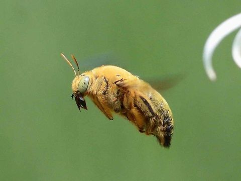 Xylocopa confusa male Side view.
http://www.jungledragon.com/image/37624/xylocopa_confusa_male.html Bandung,Geotagged,Indonesia,Winter,Xylocopa confusa