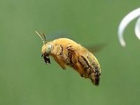 Xylocopa confusa male Side view.<br />
http://www.jungledragon.com/image/37624/xylocopa_confusa_male.html Bandung,Geotagged,Indonesia,Winter,Xylocopa confusa