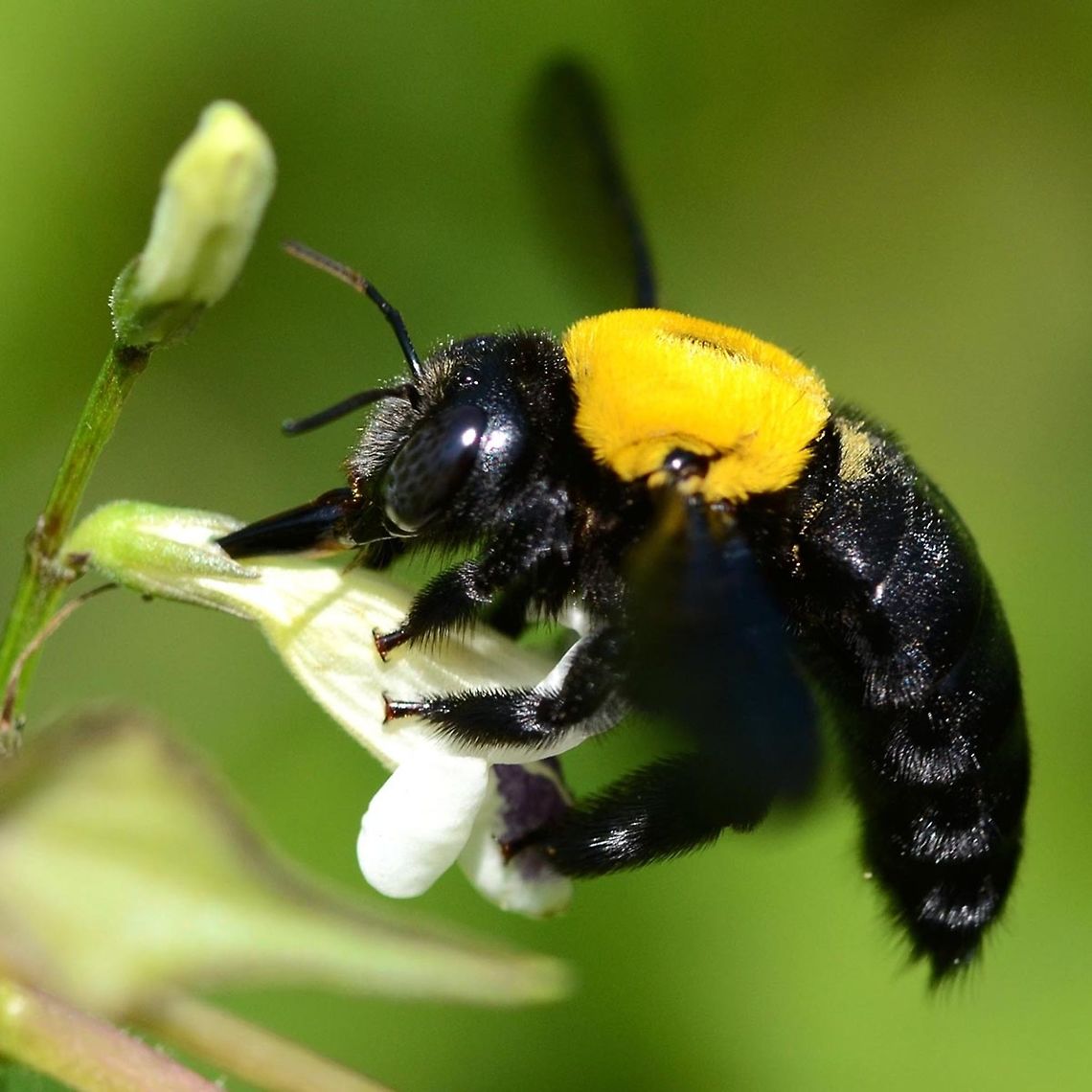 Xylocopa Confusa female This is the female of the species, the male is linked below.<br />
<br />
The bee is seen here feeding on asystasia gangetica - creeping foxglove. The flower is very delicate and breaks off very easily. It will not support the weight of this large bee entering the flower conventionally. So the bee has developed a new strategy for accessing the prize. Unfortunately for the foxglove, this passes by the fertilization process.<br />
<br />
If you try for a shot amongst the foxgloves in the afternoon, you would be out of luck, as all the flower heads will have dropped off. A new set of blooms appear the next day.<br />
<br />
Location is Bandung, West Java, Indonesia. Patch of wasteland.<br />
<figure class="photo"><a href="https://www.jungledragon.com/image/37624/xylocopa_confusa_male.html" title="Xylocopa confusa male"><img src="https://s3.amazonaws.com/media.jungledragon.com/images/2784/37624_thumb.JPG?AWSAccessKeyId=05GMT0V3GWVNE7GGM1R2&Expires=1767225610&Signature=0hQPcksdIT2ngEOvI5Y3lNgbyk8%3D" width="200" height="134" alt="Xylocopa confusa male This bee took a dislike to my presence near its home. It hovered in front of my face for a few seconds, and then it would circle around me. This pattern was repeated until I either tried to get closer or walked away.<br />
<br />
The first day&rsquo;s images were not good, so I had to make a plan, and returned to the location several more times until I cracked the method.<br />
<br />
This is the male of the species, and as such has no sting, so this display was all bravado.<br />
<br />
Location is Bandung, West Java, Indonesia. Alongside a stream and paddy fields.<br />
http://www.jungledragon.com/image/37625/xylocopa_confusa_male.html<br />
 Bandung,Geotagged,Indonesia,Winter,Xylocopa confusa" /></a></figure> Bandung,Geotagged,Indonesia,Winter,Xylocopa confusa