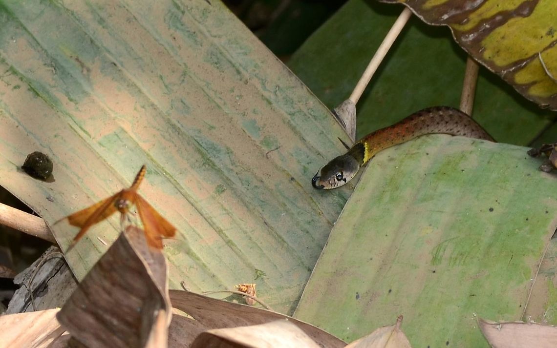 Red Necked Keelback Snake I was photographing the Neurothemis fluctuans dragon, which I had carefully sneaked up on. But it seemed that I was not the only on intent on a sneak manoeuvre.<br />
<br />
This is the second time that I had seen this reptile, so I immediately knew that it was poisonous. I was in no great danger. Only if the snake manages to hold onto the bite for several seconds, would sufficient venom be injected to cause me a problem, the snake being a rear fanged variety.<br />
<br />
It is just a reminder why I should not be doing bug safaris wearing shorts and flipflops.<br />
<br />
Location is Bandung, West Java, Indonesia. Alongside a stream and paddy fields. Geotagged,Indonesia,Rhabdophis subminiatus,Winter