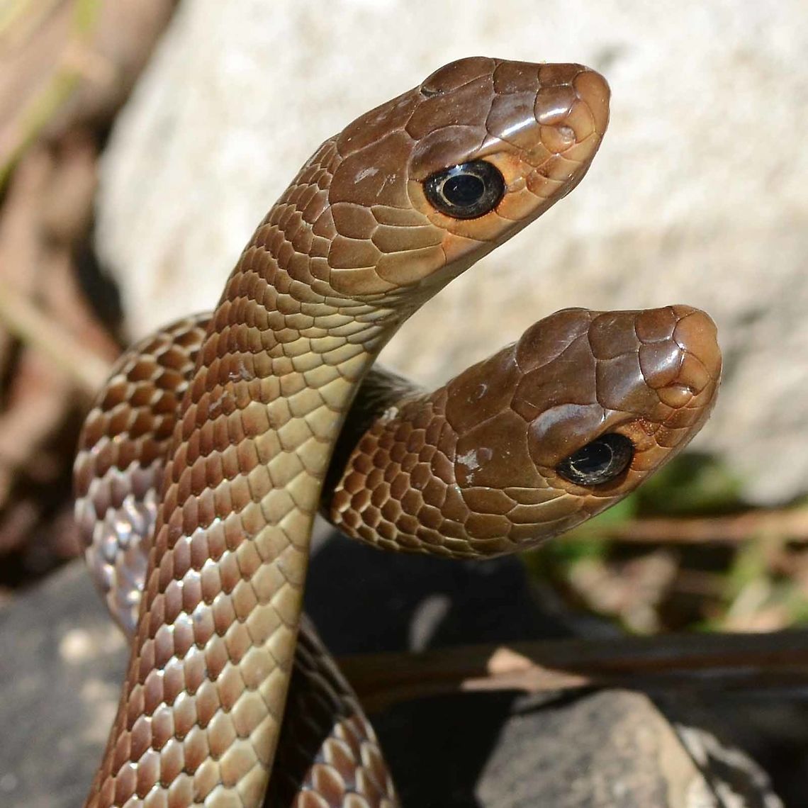 Ptyas korros - Rat Snake A member of a photographic website who lived in Jakarta, came to visit, to do a bug safari with me. I was praying to the lord of the bugs, to grant me a ton of great stuff to present to her. The session actually went very well, and she went away with about a dozen different bugs in the can.<br />
<br />
BUT, on the walk back to the bike, these two mating rat snakes, about 4&rsquo; &ndash; 5&rsquo; in length, slithered onto the path right in front of us. As I kneeled in for the shot, I was waiting for the high pitched squeal and the rapid patter of feet, but no, she was right on my shoulder. I told her to get the camera out, but she said that this was my patch and I should have the shots. An accomplished photographer with a truly professional attitude. I managed a dozen or so shots before the show was over.<br />
<br />
At that time, although I had photographed the snake quite a few times, I had not identified the beasty. My research kept coming up eastern brown, although an Australian snake, is known to be present in Java. With its reputation as one of the most poisonous snakes in the world, you can imagine what my heart rate was doing, with a pair of them a mere 4&rsquo; in front of me, plus the responsibility of not killing off the darling of the website!<br />
<br />
Location is Bandung, West Java, Indonesia. Alongside a stream and paddy fields. Bandung,Geotagged,Indonesia,Ptyas korros,Winter,mating,snake