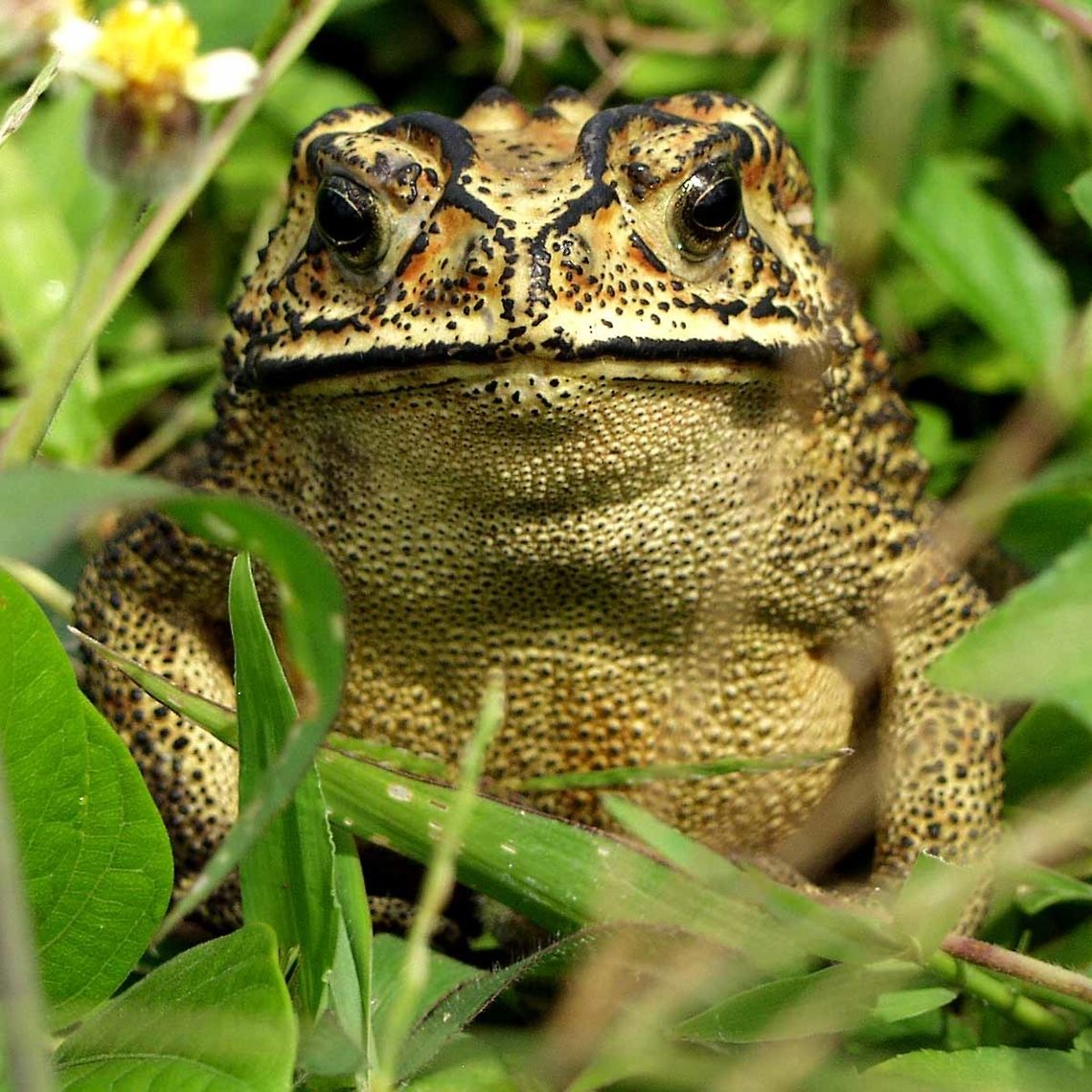 Duttaphrynus melanostictus &ndash; Asian Toad Location - Bandung, West Java, Indonesia. Open field with grass scrub, near a stream. Asian toad,Bandung,Duttaphrynus melanostictus,Geotagged,Indonesia,Spring,toad