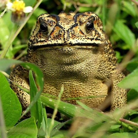 Duttaphrynus melanostictus – Asian Toad Location - Bandung, West Java, Indonesia. Open field with grass scrub, near a stream. Asian toad,Bandung,Duttaphrynus melanostictus,Geotagged,Indonesia,Spring,toad