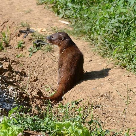 Mongoose - Herpestes javanicus I thought I had managed to grab another otter shot, same story, just managed to get one good shot and a couple more as it vanished down the stream bank.

Back at the lab, I loaded up the images and discovered that it wasn&rsquo;t that cute otter, but something different this time. Well, would you believe it!

Location is Bandung, West Java, Indonesia. Alongside a stream and paddy fields. Bandung,Geotagged,Herpestes javanicus,Indonesia,Small Asian mongoose,Spring,mongoose