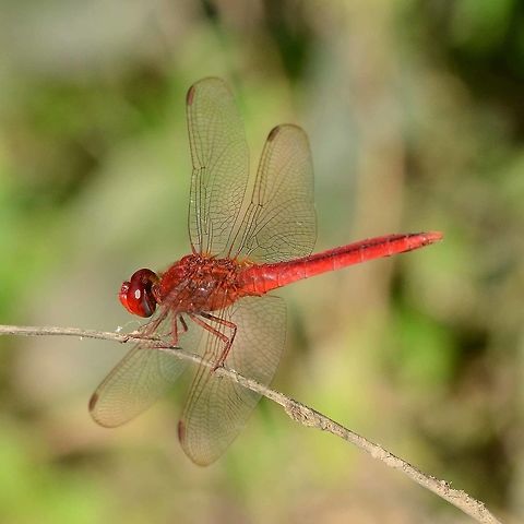 Crocothemis servilia servilia When I started dragon hunting, I just couldn’t believe how difficult it was. I would slowly and painstakingly wriggle up to the target, on my belly, start messing with the aperture and speed, and the dragon was gone – lesson learned.

Another sneak, and my shadow would cross the subject, gone – lesson learned.

Sneaked up from behind, got a shot, but all silhouette – lesson learned.

Another successful sneak, but the dragon was in the wrong position – lesson learned.

On most approaches, the dragon would fly away for no reason. This lesson took a while to get; as you approach, your profile increases in size, this triggers a warning response. You have to lower your height during the approach and try to stay the same size.

Another lesson is; approach with the camera pre-set and up to your face. Keep your eyes hidden.

Another; if you have to move your arm, do not break your profile. Bring your arm up in front and within the profile.

I tried camouflage, but found that it was not successful. As I was getting close to the dragon, it was like the camouflage failed and I was suddenly visible. It is not ‘you’ that spooks the dragon, it is what you are doing. No need to try and be invisible, just don’t appear to be moving.

Plan what shot you want. If the dragon is all wrongly positioned, then leave it, don’t waste the effort.

If there is a bush, use it, you get a free approach. But, if you have to move out from the bush, slowly.

Servilia is a particularly difficult dragon to approach, but easy to find the next one, in sea of green.

Location - Bandung, West Java, Indonesia. Open field with shrubbery, near a stream.
http://www.jungledragon.com/image/37660/crocothemis_servilia_servilia.html Bandung,Crocothemis servilia,Geotagged,Indonesia,Scarlet Skimmer,Summer,Winter,dragonfly