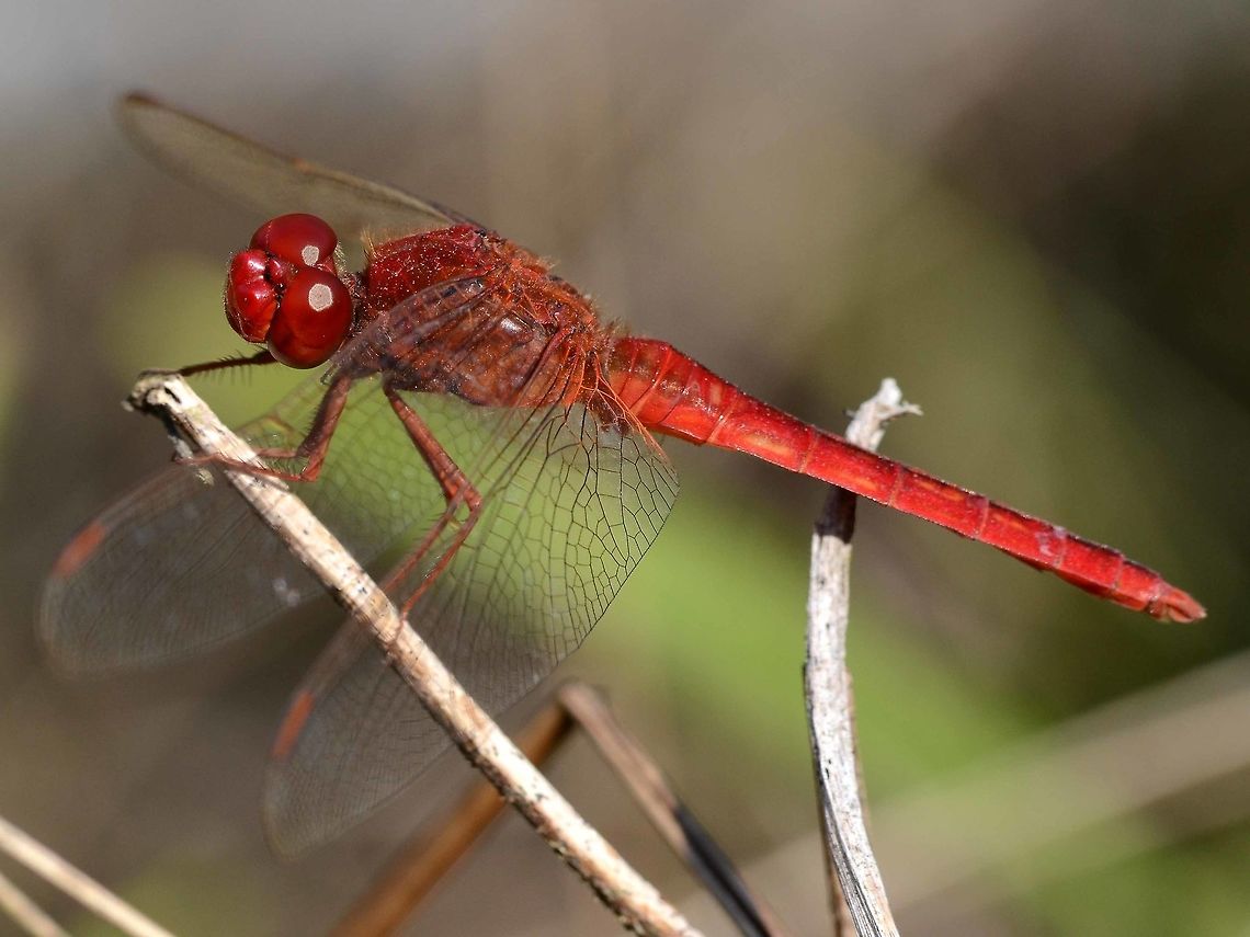 Crocothemis servilia servilia Location - Bandung, West Java, Indonesia. Open field with shrubbery, near a stream.<br />
<figure class="photo"><a href="https://www.jungledragon.com/image/37658/crocothemis_servilia_servilia.html" title="Crocothemis servilia servilia"><img src="https://s3.amazonaws.com/media.jungledragon.com/images/2784/37658_thumb.JPG?AWSAccessKeyId=05GMT0V3GWVNE7GGM1R2&Expires=1767225610&Signature=3lo2W9ppQQqYD58PDFv0KTChtW8%3D" width="200" height="200" alt="Crocothemis servilia servilia When I started dragon hunting, I just couldn&rsquo;t believe how difficult it was. I would slowly and painstakingly wriggle up to the target, on my belly, start messing with the aperture and speed, and the dragon was gone &ndash; lesson learned.<br />
<br />
Another sneak, and my shadow would cross the subject, gone &ndash; lesson learned.<br />
<br />
Sneaked up from behind, got a shot, but all silhouette &ndash; lesson learned.<br />
<br />
Another successful sneak, but the dragon was in the wrong position &ndash; lesson learned.<br />
<br />
On most approaches, the dragon would fly away for no reason. This lesson took a while to get; as you approach, your profile increases in size, this triggers a warning response. You have to lower your height during the approach and try to stay the same size.<br />
<br />
Another lesson is; approach with the camera pre-set and up to your face. Keep your eyes hidden.<br />
<br />
Another; if you have to move your arm, do not break your profile. Bring your arm up in front and within the profile.<br />
<br />
I tried camouflage, but found that it was not successful. As I was getting close to the dragon, it was like the camouflage failed and I was suddenly visible. It is not &lsquo;you&rsquo; that spooks the dragon, it is what you are doing. No need to try and be invisible, just don&rsquo;t appear to be moving.<br />
<br />
Plan what shot you want. If the dragon is all wrongly positioned, then leave it, don&rsquo;t waste the effort.<br />
<br />
If there is a bush, use it, you get a free approach. But, if you have to move out from the bush, slowly.<br />
<br />
Servilia is a particularly difficult dragon to approach, but easy to find the next one, in sea of green.<br />
<br />
Location - Bandung, West Java, Indonesia. Open field with shrubbery, near a stream.<br />
http://www.jungledragon.com/image/37660/crocothemis_servilia_servilia.html Bandung,Crocothemis servilia,Geotagged,Indonesia,Scarlet Skimmer,Summer,Winter,dragonfly" /></a></figure> Bandung,Crocothemis servilia,Geotagged,Indonesia,Scarlet Skimmer,Winter,dragonfly