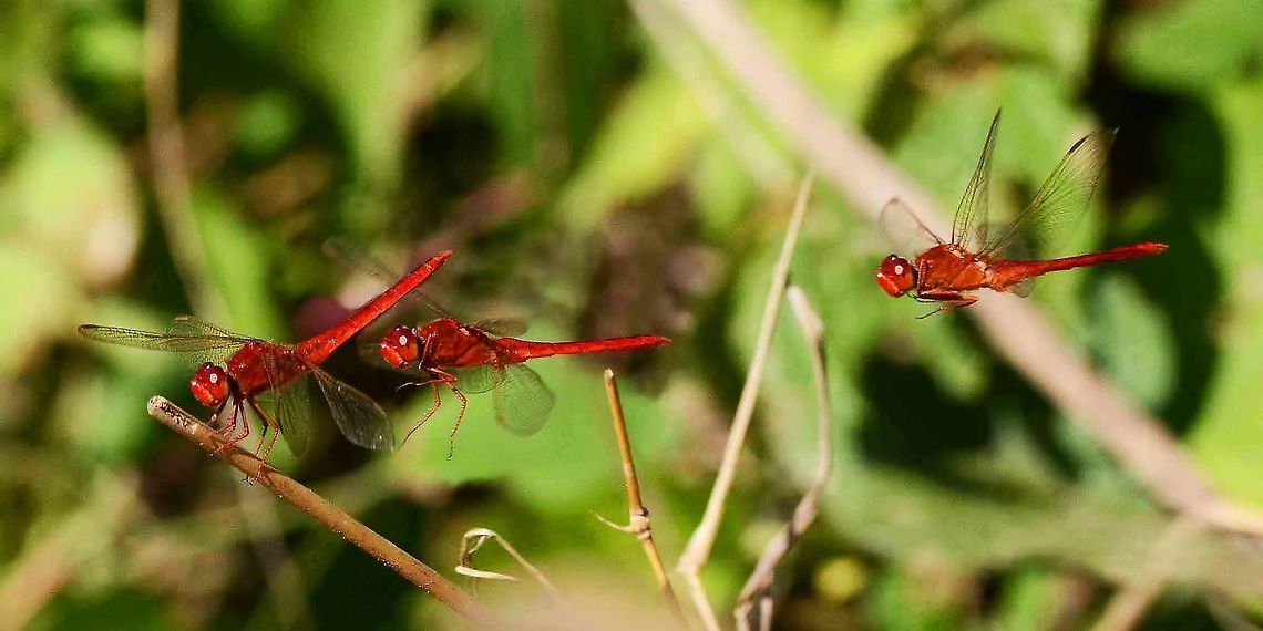 Crocothemis servilia servilia These dragons don&rsquo;t spend much time in flight, usually a couple of seconds in the hunt. They tend to adopt a favourite perch, and always return to the exact same spot.<br />
 <br />
I wanted some arial shots, so I used what I had observed, set up a tripod, pre-focused and set to multiple frames. I picked a favourite twig, sat back on my stool and waited, remote control in hand. The rest is the magic of Photoshop.<br />
<br />
Location - Bandung, West Java, Indonesia. Open field with shrubbery, near a stream. Bandung,Crocothemis servilia,Geotagged,Indonesia,Scarlet Skimmer,Winter,dragonfly