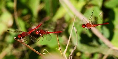 Crocothemis servilia servilia These dragons don&rsquo;t spend much time in flight, usually a couple of seconds in the hunt. They tend to adopt a favourite perch, and always return to the exact same spot.
 
I wanted some arial shots, so I used what I had observed, set up a tripod, pre-focused and set to multiple frames. I picked a favourite twig, sat back on my stool and waited, remote control in hand. The rest is the magic of Photoshop.

Location - Bandung, West Java, Indonesia. Open field with shrubbery, near a stream. Bandung,Crocothemis servilia,Geotagged,Indonesia,Scarlet Skimmer,Winter,dragonfly
