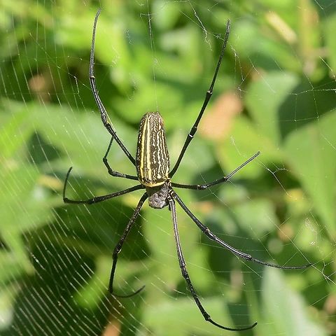 Nephila pilipes - Golden Orb Weaver Spider A huge, distinctive, dangerous looking spider, very common in Indonesia. But, until you see your first one, you will probably walk past hundreds. Despite carrying the bright warning colors of danger, they just seem so elusive. I have walked into more than a couple of webs and ended up with a massive arachnid panicking on my face.

Despite the warning livery, the spider is quite harmless to humans, but I have measured body lengths of 2” and toe to toe spans of 10”. A full grown pilipes will sit comfortably on a big hand, without stretching out its legs.

Location is Bandung, West Java, Indonesia. Alongside a stream and paddy fields.
http://www.jungledragon.com/image/37664/20160409_nephila_pilipes_-_golden_orb_weaver_spider.html Bandung,Geotagged,Indonesia,Nephila pilipes,Northern Golden Orb Weaver,Winter,arachnid,golden orb weaver,spider