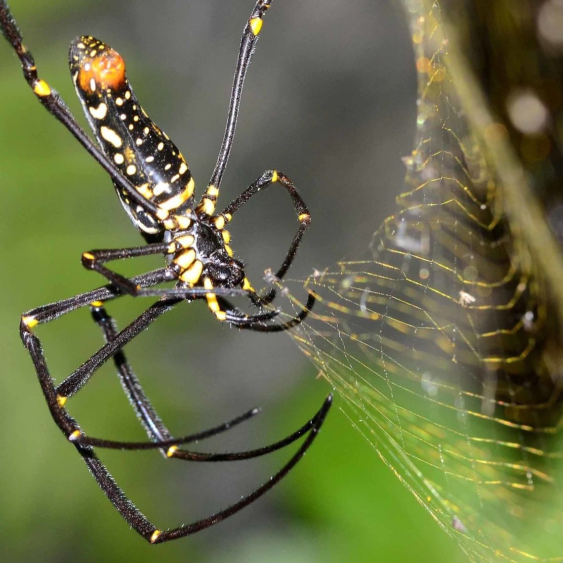 20160409 Nephila pilipes - Golden Orb Weaver Spider A stunning feature of this spider, is its web, a gorgeous golden yellow color, and HUGE! I have seen webs stretched across a stream, with a span of 25 feet. The actual trap part can be the size of your front door. The web is no delicate affair, I actually managed to shake the bush on the opposite side of the stream.<br />
<br />
The web is generally a permanent feature, undergoing constant repairs, rather than a new nightly construction. But occasionally, the spider will pull down the web, eat it, and move on to find a better location.<br />
<br />
Quite amazing that this spider can rise from a tiny egg to the size of a dinner plate in one season, but the life span of pilipes, like all Nephila, is 15 months, long enough to grow, mate, hatch a brood, tend them a while, then die. Once the season is over, the webs become tattered and torn, and finally wither away, making room for the next generation.<br />
<br />
Location is Bandung, West Java, Indonesia. Alongside a stream and paddy fields.<br />
<figure class="photo"><a href="https://www.jungledragon.com/image/37663/nephila_pilipes_-_golden_orb_weaver_spider.html" title="Nephila pilipes - Golden Orb Weaver Spider"><img src="https://s3.amazonaws.com/media.jungledragon.com/images/2784/37663_thumb.JPG?AWSAccessKeyId=05GMT0V3GWVNE7GGM1R2&Expires=1763596810&Signature=y1kDeHzRBrdz2%2BkUmyQk3YUfDhE%3D" width="200" height="200" alt="Nephila pilipes - Golden Orb Weaver Spider A huge, distinctive, dangerous looking spider, very common in Indonesia. But, until you see your first one, you will probably walk past hundreds. Despite carrying the bright warning colors of danger, they just seem so elusive. I have walked into more than a couple of webs and ended up with a massive arachnid panicking on my face.<br />
<br />
Despite the warning livery, the spider is quite harmless to humans, but I have measured body lengths of 2&rdquo; and toe to toe spans of 10&rdquo;. A full grown pilipes will sit comfortably on a big hand, without stretching out its legs.<br />
<br />
Location is Bandung, West Java, Indonesia. Alongside a stream and paddy fields.<br />
http://www.jungledragon.com/image/37664/20160409_nephila_pilipes_-_golden_orb_weaver_spider.html Bandung,Geotagged,Indonesia,Nephila pilipes,Northern Golden Orb Weaver,Winter,arachnid,golden orb weaver,spider" /></a></figure> Bandung,Geotagged,Indonesia,Nephila pilipes,Northern Golden Orb Weaver,Winter,arachnid,golden orb weaver,spider