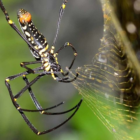 20160409 Nephila pilipes - Golden Orb Weaver Spider A stunning feature of this spider, is its web, a gorgeous golden yellow color, and HUGE! I have seen webs stretched across a stream, with a span of 25 feet. The actual trap part can be the size of your front door. The web is no delicate affair, I actually managed to shake the bush on the opposite side of the stream.

The web is generally a permanent feature, undergoing constant repairs, rather than a new nightly construction. But occasionally, the spider will pull down the web, eat it, and move on to find a better location.

Quite amazing that this spider can rise from a tiny egg to the size of a dinner plate in one season, but the life span of pilipes, like all Nephila, is 15 months, long enough to grow, mate, hatch a brood, tend them a while, then die. Once the season is over, the webs become tattered and torn, and finally wither away, making room for the next generation.

Location is Bandung, West Java, Indonesia. Alongside a stream and paddy fields.
http://www.jungledragon.com/image/37663/nephila_pilipes_-_golden_orb_weaver_spider.html Bandung,Geotagged,Indonesia,Nephila pilipes,Northern Golden Orb Weaver,Winter,arachnid,golden orb weaver,spider