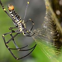 20160409 Nephila pilipes - Golden Orb Weaver Spider A stunning feature of this spider, is its web, a gorgeous golden yellow color, and HUGE! I have seen webs stretched across a stream, with a span of 25 feet. The actual trap part can be the size of your front door. The web is no delicate affair, I actually managed to shake the bush on the opposite side of the stream.<br />
<br />
The web is generally a permanent feature, undergoing constant repairs, rather than a new nightly construction. But occasionally, the spider will pull down the web, eat it, and move on to find a better location.<br />
<br />
Quite amazing that this spider can rise from a tiny egg to the size of a dinner plate in one season, but the life span of pilipes, like all Nephila, is 15 months, long enough to grow, mate, hatch a brood, tend them a while, then die. Once the season is over, the webs become tattered and torn, and finally wither away, making room for the next generation.<br />
<br />
Location is Bandung, West Java, Indonesia. Alongside a stream and paddy fields.<br />
http://www.jungledragon.com/image/37663/nephila_pilipes_-_golden_orb_weaver_spider.html Bandung,Geotagged,Indonesia,Nephila pilipes,Northern Golden Orb Weaver,Winter,arachnid,golden orb weaver,spider