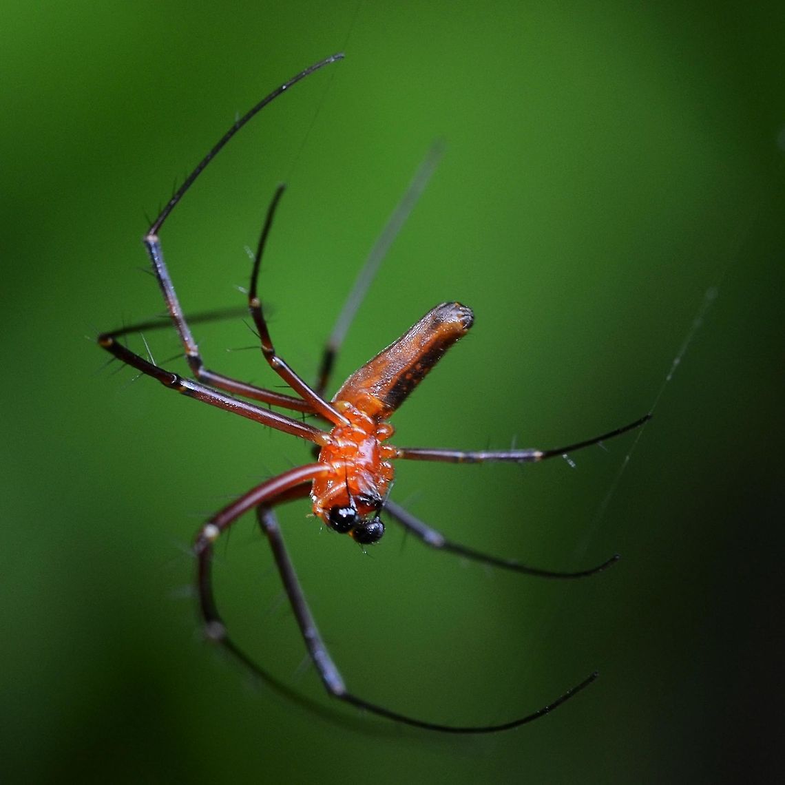 Nephila pilipes - Golden Orb Weaver Spider Here are a couple of shots of the male pilipes. Lots of sexual dimorphism in the color, but if you get up close, you can see remnants of the patterns carried by the female.<br />
<br />
Location is Bandung, West Java, Indonesia. Alongside a stream and paddy fields.<br />
<figure class="photo"><a href="https://www.jungledragon.com/image/37666/nephila_pilipes_-_golden_orb_weaver_spider.html" title="Nephila pilipes - Golden Orb Weaver Spider"><img src="https://s3.amazonaws.com/media.jungledragon.com/images/2784/37666_thumb.jpg?AWSAccessKeyId=05GMT0V3GWVNE7GGM1R2&Expires=1767225610&Signature=8stFyd8rGXUukw89ot0CNxg3qgc%3D" width="200" height="200" alt="Nephila pilipes - Golden Orb Weaver Spider The comparison between the relative sizes between the sexes of pilipes and all the other species of Nephila, is one of the most extreme examples of sexual dimorphism in nature. The female is 5x the length of the male, which makes a mass difference of around 125x.<br />
<br />
Location is Bandung, West Java, Indonesia. Alongside a stream and paddy fields.<br />
http://www.jungledragon.com/image/37665/nephila_pilipes_-_golden_orb_weaver_spider.html Bandung,Geotagged,Indonesia,Nephila pilipes,Northern Golden Orb Weaver,Summer,arachnid,golden orb weaver,spider" /></a></figure> Bandung,Geotagged,Indonesia,Nephila pilipes,Northern Golden Orb Weaver,Summer,arachnid,golden orb weaver,spider