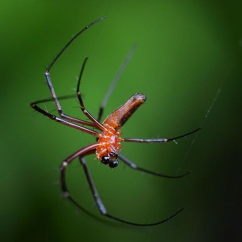 Nephila pilipes - Golden Orb Weaver Spider Here are a couple of shots of the male pilipes. Lots of sexual dimorphism in the color, but if you get up close, you can see remnants of the patterns carried by the female.

Location is Bandung, West Java, Indonesia. Alongside a stream and paddy fields.
http://www.jungledragon.com/image/37666/nephila_pilipes_-_golden_orb_weaver_spider.html Bandung,Geotagged,Indonesia,Nephila pilipes,Northern Golden Orb Weaver,Summer,arachnid,golden orb weaver,spider