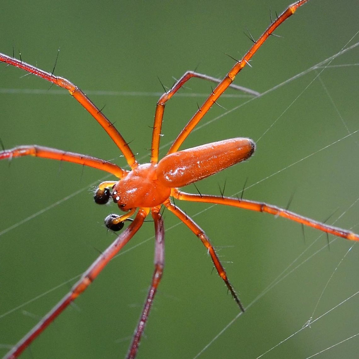 Nephila pilipes - Golden Orb Weaver Spider The comparison between the relative sizes between the sexes of pilipes and all the other species of Nephila, is one of the most extreme examples of sexual dimorphism in nature. The female is 5x the length of the male, which makes a mass difference of around 125x.<br />
<br />
Location is Bandung, West Java, Indonesia. Alongside a stream and paddy fields.<br />
<figure class="photo"><a href="https://www.jungledragon.com/image/37665/nephila_pilipes_-_golden_orb_weaver_spider.html" title="Nephila pilipes - Golden Orb Weaver Spider"><img src="https://s3.amazonaws.com/media.jungledragon.com/images/2784/37665_thumb.jpg?AWSAccessKeyId=05GMT0V3GWVNE7GGM1R2&Expires=1770854410&Signature=iaQ8yD4%2F4awk%2Fi5zFRfWOXlb6xo%3D" width="200" height="200" alt="Nephila pilipes - Golden Orb Weaver Spider Here are a couple of shots of the male pilipes. Lots of sexual dimorphism in the color, but if you get up close, you can see remnants of the patterns carried by the female.<br />
<br />
Location is Bandung, West Java, Indonesia. Alongside a stream and paddy fields.<br />
http://www.jungledragon.com/image/37666/nephila_pilipes_-_golden_orb_weaver_spider.html Bandung,Geotagged,Indonesia,Nephila pilipes,Northern Golden Orb Weaver,Summer,arachnid,golden orb weaver,spider" /></a></figure> Bandung,Geotagged,Indonesia,Nephila pilipes,Northern Golden Orb Weaver,Summer,arachnid,golden orb weaver,spider