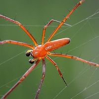 Nephila pilipes - Golden Orb Weaver Spider The comparison between the relative sizes between the sexes of pilipes and all the other species of Nephila, is one of the most extreme examples of sexual dimorphism in nature. The female is 5x the length of the male, which makes a mass difference of around 125x.<br />
<br />
Location is Bandung, West Java, Indonesia. Alongside a stream and paddy fields.<br />
http://www.jungledragon.com/image/37665/nephila_pilipes_-_golden_orb_weaver_spider.html Bandung,Geotagged,Indonesia,Nephila pilipes,Northern Golden Orb Weaver,Summer,arachnid,golden orb weaver,spider
