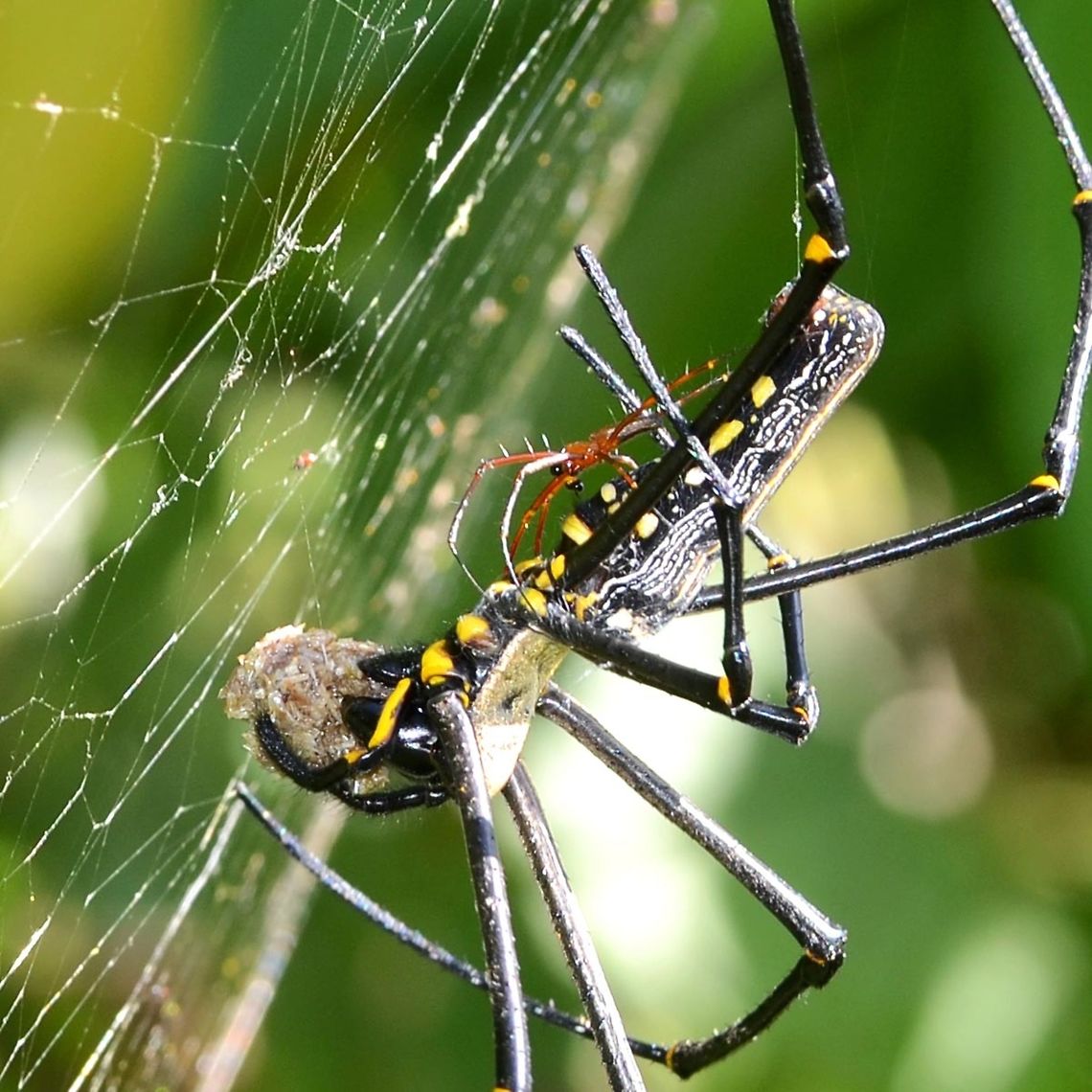 spider_pilipes_mating_crop_0747 As is often the case in the bug world, mating must be performed with extreme care. During the courtship routine, I have even seen the male tying yo the sharp end of the female, in a rather futile attempt at longevity. Many males wait until the female is feeding before climbing aboard and delivering his packet.<br />
<br />
Location is Bandung, West Java, Indonesia. Alongside a stream and paddy fields. Bandung,Fall,Geotagged,Indonesia,Nephila pilipes,Northern Golden Orb Weaver,arachnid,golden orb weaver,male,spider