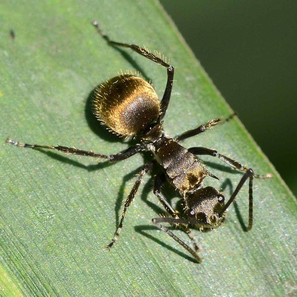 Polyrhachis dives - Golden Weaver Ant I see this largish (10mm approx), distinctive ant on a daily basis, as it climbs around the bushes that line the path. I have not seen it as a trail of hundreds, more individuals or very small groups working an area.<br />
<br />
Location is Bandung, West Java, Indonesia. Alongside a stream and paddy fields.<br />
<figure class="photo"><a href="https://www.jungledragon.com/image/37674/polyrhachis_dives_-_golden_weaver_ant.html" title="Polyrhachis dives - Golden Weaver Ant"><img src="https://s3.amazonaws.com/media.jungledragon.com/images/2784/37674_thumb.jpg?AWSAccessKeyId=05GMT0V3GWVNE7GGM1R2&Expires=1769040010&Signature=54Rwq6MZ4EqEKj9FXd3grHQ%2FklM%3D" width="200" height="100" alt="Polyrhachis dives - Golden Weaver Ant Side view, communicating.<br />
<br />
Location is Bandung, West Java, Indonesia. Alongside a stream and paddy fields.<br />
http://www.jungledragon.com/image/37673/polyrhachis_dives_-_golden_weaver_ant.html Bandung,Geotagged,Golden weaver ant,Indonesia,Java,Polyrhachis dives,Summer,Winter,ant,golden weaver ant" /></a></figure> Bandung,Geotagged,Golden weaver ant,Indonesia,Java,Polyrhachis dives,Spring,ant,golden weaver ant