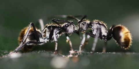 Polyrhachis dives - Golden Weaver Ant Side view, communicating.

Location is Bandung, West Java, Indonesia. Alongside a stream and paddy fields.
http://www.jungledragon.com/image/37673/polyrhachis_dives_-_golden_weaver_ant.html Bandung,Geotagged,Golden weaver ant,Indonesia,Java,Polyrhachis dives,Summer,Winter,ant,golden weaver ant