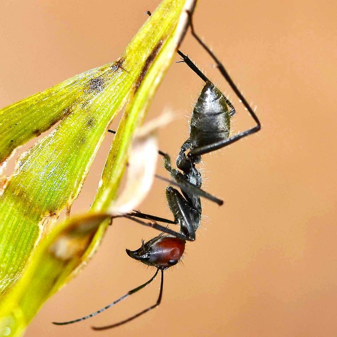 Camponotus singularis Ant length is approximately 12mm. A common sight around the bushes. This specimen is a sterile female worker. I have not seen the queen, but there are large headed soldiers which I will post in a separate image.<br />
<br />
A popular collectable for bug enthusiasts in the west.<br />
<br />
Location is Bandung, West Java, Indonesia. Alongside a stream and paddy fields.<br />
<figure class="photo"><a href="https://www.jungledragon.com/image/37676/camponotus_singularis.html" title="Camponotus singularis"><img src="https://s3.amazonaws.com/media.jungledragon.com/images/2784/37676_thumb.JPG?AWSAccessKeyId=05GMT0V3GWVNE7GGM1R2&Expires=1769040010&Signature=pb8cGg86ob%2BLW9jhDQcN2Z07uNQ%3D" width="200" height="200" alt="Camponotus singularis This is the soldier version of the species. The head is enormous and very intimidating, but the ant is not aggressive, at least towards me. Whenever you see a few workers around the bush, one or two of these soldiers will not be far away. A most impressive sight.<br />
http://www.jungledragon.com/image/37675/camponotus_singularis.html<br />
Location is Bandung, West Java, Indonesia. Alongside a stream and paddy fields.<br />
 Camponotus singularis,Geotagged,Indonesia,Spring" /></a></figure> Bandung,Camponotus singularis,Geotagged,Indonesia,Java,Spring,ant
