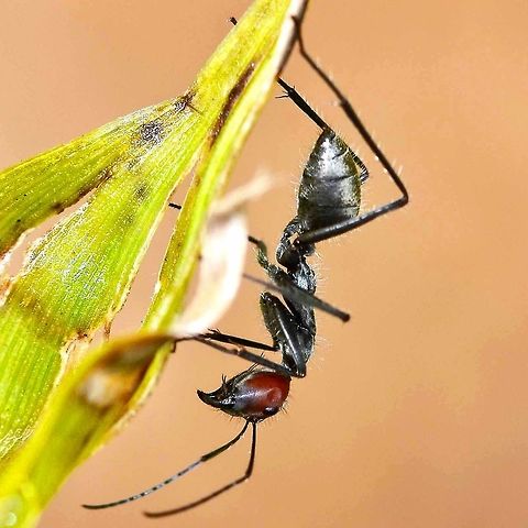 Camponotus singularis Ant length is approximately 12mm. A common sight around the bushes. This specimen is a sterile female worker. I have not seen the queen, but there are large headed soldiers which I will post in a separate image.

A popular collectable for bug enthusiasts in the west.

Location is Bandung, West Java, Indonesia. Alongside a stream and paddy fields.
http://www.jungledragon.com/image/37676/camponotus_singularis.html Bandung,Camponotus singularis,Geotagged,Indonesia,Java,Spring,ant