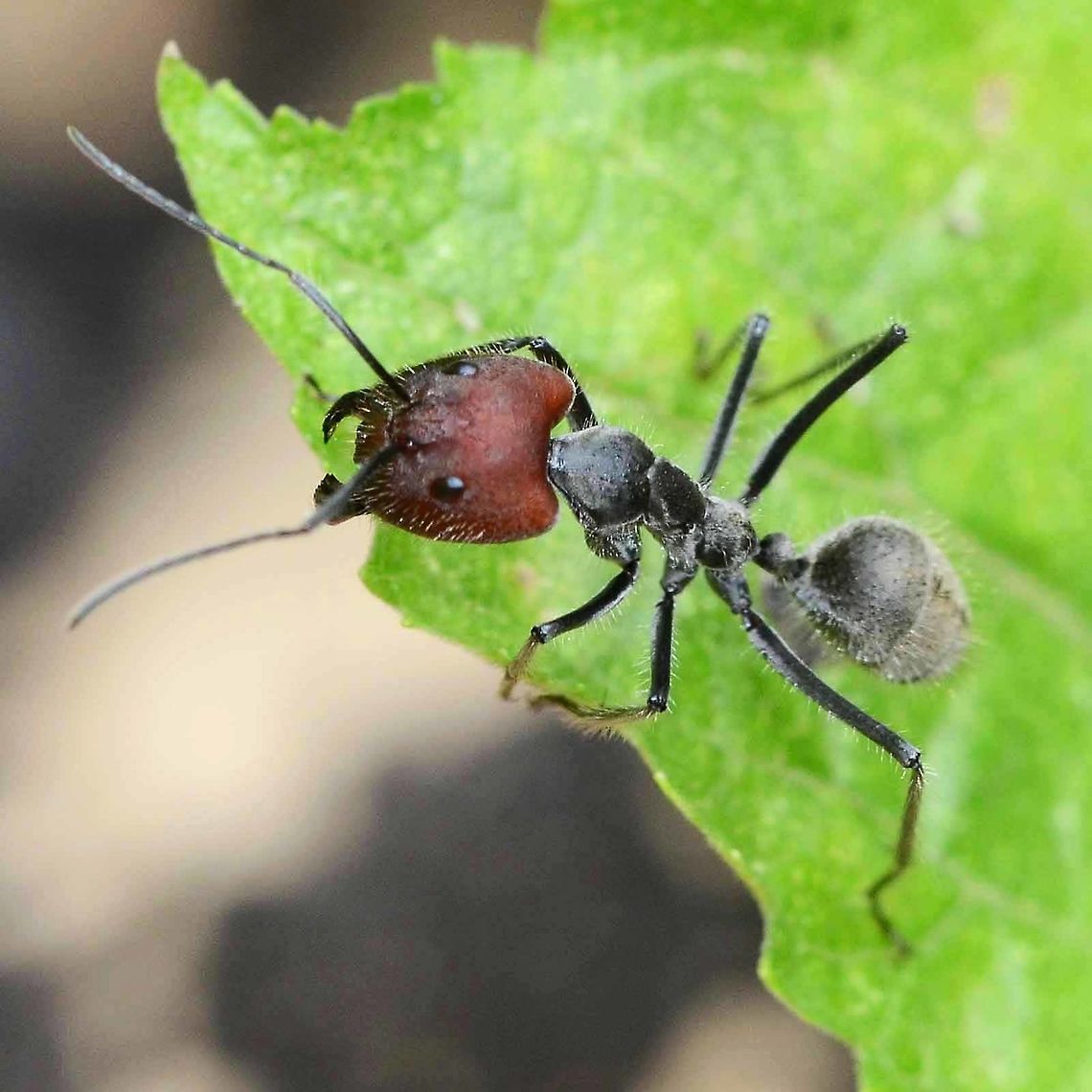 Camponotus singularis This is the soldier version of the species. The head is enormous and very intimidating, but the ant is not aggressive, at least towards me. Whenever you see a few workers around the bush, one or two of these soldiers will not be far away. A most impressive sight.<br />
<figure class="photo"><a href="https://www.jungledragon.com/image/37675/camponotus_singularis.html" title="Camponotus singularis"><img src="https://s3.amazonaws.com/media.jungledragon.com/images/2784/37675_thumb.jpg?AWSAccessKeyId=05GMT0V3GWVNE7GGM1R2&Expires=1759968010&Signature=S4IqiB5qvmDNVovb3qa%2FXnxovaE%3D" width="200" height="200" alt="Camponotus singularis Ant length is approximately 12mm. A common sight around the bushes. This specimen is a sterile female worker. I have not seen the queen, but there are large headed soldiers which I will post in a separate image.<br />
<br />
A popular collectable for bug enthusiasts in the west.<br />
<br />
Location is Bandung, West Java, Indonesia. Alongside a stream and paddy fields.<br />
http://www.jungledragon.com/image/37676/camponotus_singularis.html Bandung,Camponotus singularis,Geotagged,Indonesia,Java,Spring,ant" /></a></figure><br />
Location is Bandung, West Java, Indonesia. Alongside a stream and paddy fields.<br />
 Camponotus singularis,Geotagged,Indonesia,Spring
