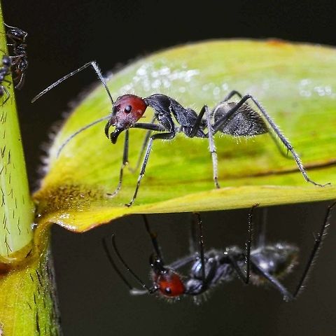 Camponotus singularis I have included this image, though perhaps not relevant, because from a photographic point I thought it was a bit special, and judging by the incredible standard of images on display, I assume just about everyone here is a photographer.

If you think it is inappropriate, I will take it down.

Location is Bandung, West Java, Indonesia. Alongside a stream and paddy fields.
http://www.jungledragon.com/image/37675/camponotus_singularis.html Bandung,Camponotus singularis,Geotagged,Indonesia,Java,Spring,West Java,ant