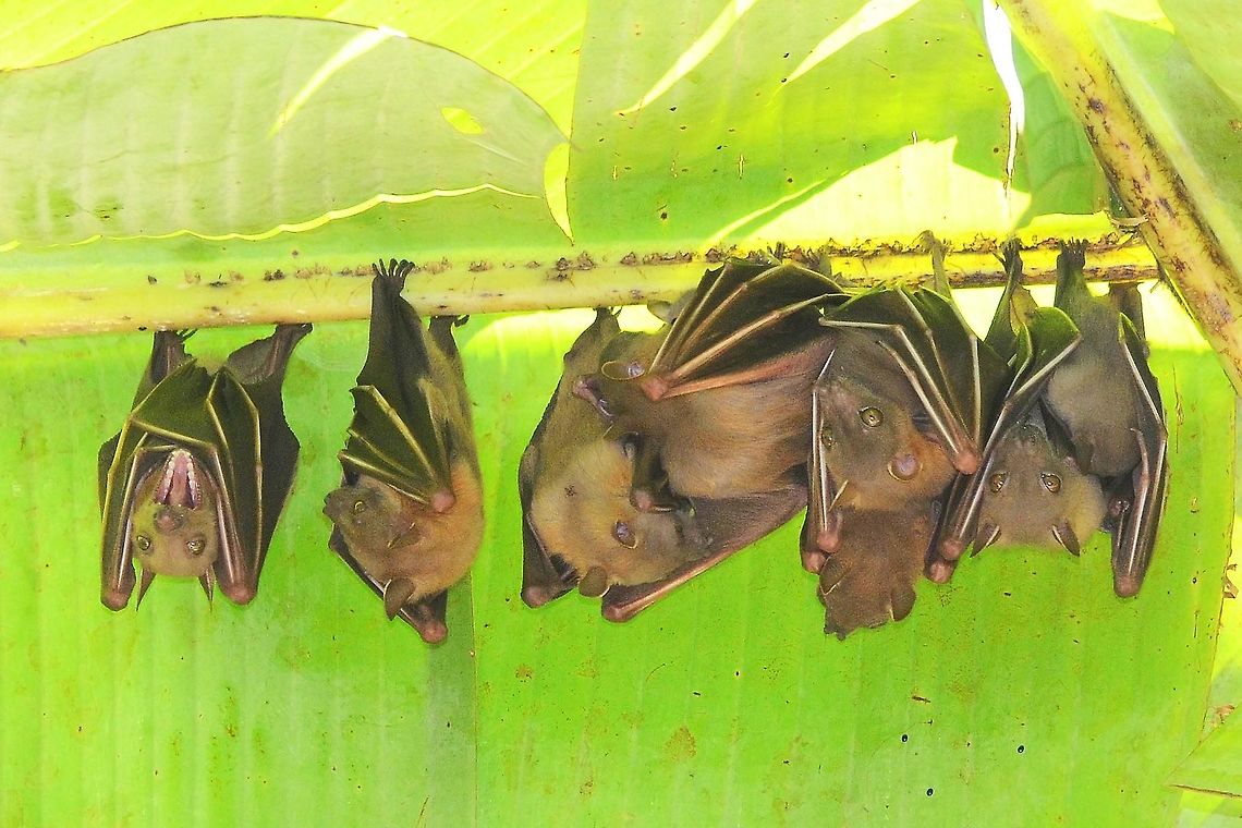 Cynopterus brachyotis - Lesser Short Nosed Fruit Bat No idea how long I have been walking underneath this roost of bats. It is just a reminder that photographic opportunities occur all around, not just in front of you. They were just out of reach for some sharp images, and the ground was not suitable for a stool boost. Still, very happy for the opportunity to collect images of these beauties.<br />
<br />
Location is Bandung, West Java, Indonesia. Alongside a stream and paddy fields. Bandung,Cynopterus brachyotis,Geotagged,Indonesia,Java,Lesser short-nosed fruit bat,Summer,West Java,bat