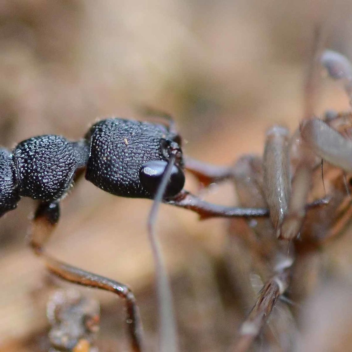 Ponerinae Harpegnathos venator Here is a close-up crop of the head.<br />
<br />
Location is Bandung, West Java, Indonesia. Alongside a stream and paddy fields.<br />
<figure class="photo"><a href="https://www.jungledragon.com/image/37687/ponerinae_harpegnathos_venator.html" title="Ponerinae Harpegnathos venator"><img src="https://s3.amazonaws.com/media.jungledragon.com/images/2784/37687_thumb.jpg?AWSAccessKeyId=05GMT0V3GWVNE7GGM1R2&Expires=1770854410&Signature=X3%2F1mVz6gQOOUZYPU5BKMIlMBt0%3D" width="200" height="150" alt="Ponerinae Harpegnathos venator I found a very aggressive ant, chewing on a spider. Its mandibles were long and menacing, with a barb. Unfortunately, I only managed one shot before I lost the specimen in the undergrowth.<br />
<br />
From the image, the defining features are the long mandibles and the huge eyes, giving excellent eyesight. The specimen was clearly identified as family Ponerinae.<br />
<br />
The Alex Wild site, which I have found very reliable, gave me genus of Harpegnathos.<br />
http://www.alexanderwild.com/<br />
<br />
AntWiki gave me a list of eleven species with pics and regional information.<br />
http://www.antwiki.org/wiki/Category:Harpegnathos_species<br />
<br />
The three possible species that were close in color, form and region were; venator and hobbyi. The brown tint on hobbyi, and the shape at the back of the head were not right, and a good match with venator. I am comfortable with this ID.<br />
<br />
Another good site is Tom Fayle&rsquo;s PDF, page 18, which confirmed the genus of Harpegnathos.<br />
http://www.tomfayle.com/Key to the ant genera of Borneo v1 (English-Malay).pdf<br />
<br />
As ants go, this was an exciting find, but identifying ants is always tedious and sends me to sleep. Fortunately there are a few very good ant enthusiasts out there, who have generously shared their knowledge.<br />
<br />
Location is Bandung, West Java, Indonesia. Alongside a stream and paddy fields.<br />
http://www.jungledragon.com/image/37686/ponerinae_harpegnathos_venator.html Bandung,Geotagged,Harpegnathos venator,Indonesia,Java,Ponerinae,Spring,West Java,ant" /></a></figure> Bandung,Geotagged,Harpegnathos venator,Indonesia,Java,Ponerinae,Spring,West Java,ant