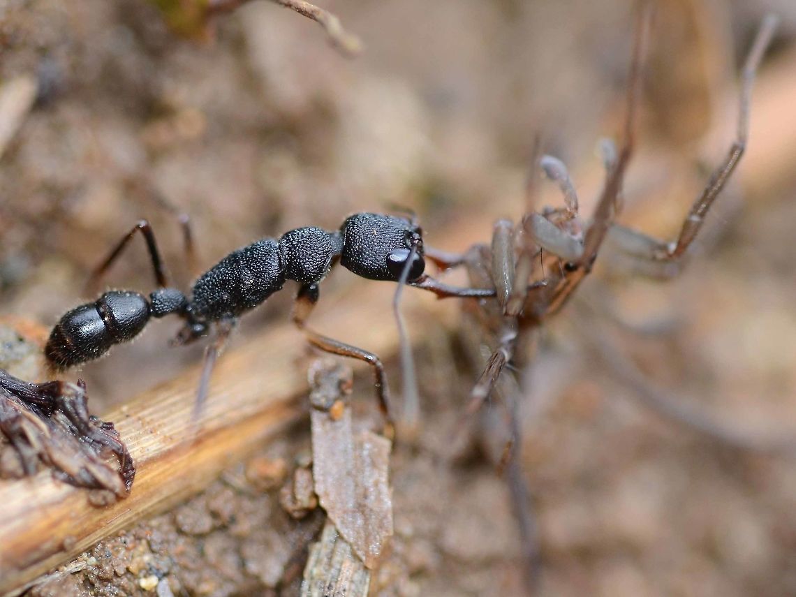 Ponerinae Harpegnathos venator I found a very aggressive ant, chewing on a spider. Its mandibles were long and menacing, with a barb. Unfortunately, I only managed one shot before I lost the specimen in the undergrowth.<br />
<br />
From the image, the defining features are the long mandibles and the huge eyes, giving excellent eyesight. The specimen was clearly identified as family Ponerinae.<br />
<br />
The Alex Wild site, which I have found very reliable, gave me genus of Harpegnathos.<br />
<a href="http://www.alexanderwild.com/" rel="nofollow">http://www.alexanderwild.com/</a><br />
<br />
AntWiki gave me a list of eleven species with pics and regional information.<br />
<a href="http://www.antwiki.org/wiki/Category:Harpegnathos_species" rel="nofollow">http://www.antwiki.org/wiki/Category:Harpegnathos_species</a><br />
<br />
The three possible species that were close in color, form and region were; venator and hobbyi. The brown tint on hobbyi, and the shape at the back of the head were not right, and a good match with venator. I am comfortable with this ID.<br />
<br />
Another good site is Tom Fayle&rsquo;s PDF, page 18, which confirmed the genus of Harpegnathos.<br />
<a href="http://www.tomfayle.com/Key" rel="nofollow">http://www.tomfayle.com/Key</a> to the ant genera of Borneo v1 (English-Malay).pdf<br />
<br />
As ants go, this was an exciting find, but identifying ants is always tedious and sends me to sleep. Fortunately there are a few very good ant enthusiasts out there, who have generously shared their knowledge.<br />
<br />
Location is Bandung, West Java, Indonesia. Alongside a stream and paddy fields.<br />
<figure class="photo"><a href="https://www.jungledragon.com/image/37686/ponerinae_harpegnathos_venator.html" title="Ponerinae Harpegnathos venator"><img src="https://s3.amazonaws.com/media.jungledragon.com/images/2784/37686_thumb.jpg?AWSAccessKeyId=05GMT0V3GWVNE7GGM1R2&Expires=1759968010&Signature=PRfgWTQg1T2UR6a2LyzNef3IvPA%3D" width="200" height="200" alt="Ponerinae Harpegnathos venator Here is a close-up crop of the head.<br />
<br />
Location is Bandung, West Java, Indonesia. Alongside a stream and paddy fields.<br />
http://www.jungledragon.com/image/37687/ponerinae_harpegnathos_venator.html Bandung,Geotagged,Harpegnathos venator,Indonesia,Java,Ponerinae,Spring,West Java,ant" /></a></figure> Bandung,Geotagged,Harpegnathos venator,Indonesia,Java,Ponerinae,Spring,West Java,ant