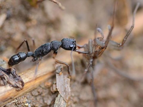 Ponerinae Harpegnathos venator I found a very aggressive ant, chewing on a spider. Its mandibles were long and menacing, with a barb. Unfortunately, I only managed one shot before I lost the specimen in the undergrowth.

From the image, the defining features are the long mandibles and the huge eyes, giving excellent eyesight. The specimen was clearly identified as family Ponerinae.

The Alex Wild site, which I have found very reliable, gave me genus of Harpegnathos.
http://www.alexanderwild.com/

AntWiki gave me a list of eleven species with pics and regional information.
http://www.antwiki.org/wiki/Category:Harpegnathos_species

The three possible species that were close in color, form and region were; venator and hobbyi. The brown tint on hobbyi, and the shape at the back of the head were not right, and a good match with venator. I am comfortable with this ID.

Another good site is Tom Fayle&rsquo;s PDF, page 18, which confirmed the genus of Harpegnathos.
http://www.tomfayle.com/Key to the ant genera of Borneo v1 (English-Malay).pdf

As ants go, this was an exciting find, but identifying ants is always tedious and sends me to sleep. Fortunately there are a few very good ant enthusiasts out there, who have generously shared their knowledge.

Location is Bandung, West Java, Indonesia. Alongside a stream and paddy fields.
http://www.jungledragon.com/image/37686/ponerinae_harpegnathos_venator.html Bandung,Geotagged,Harpegnathos venator,Indonesia,Java,Ponerinae,Spring,West Java,ant