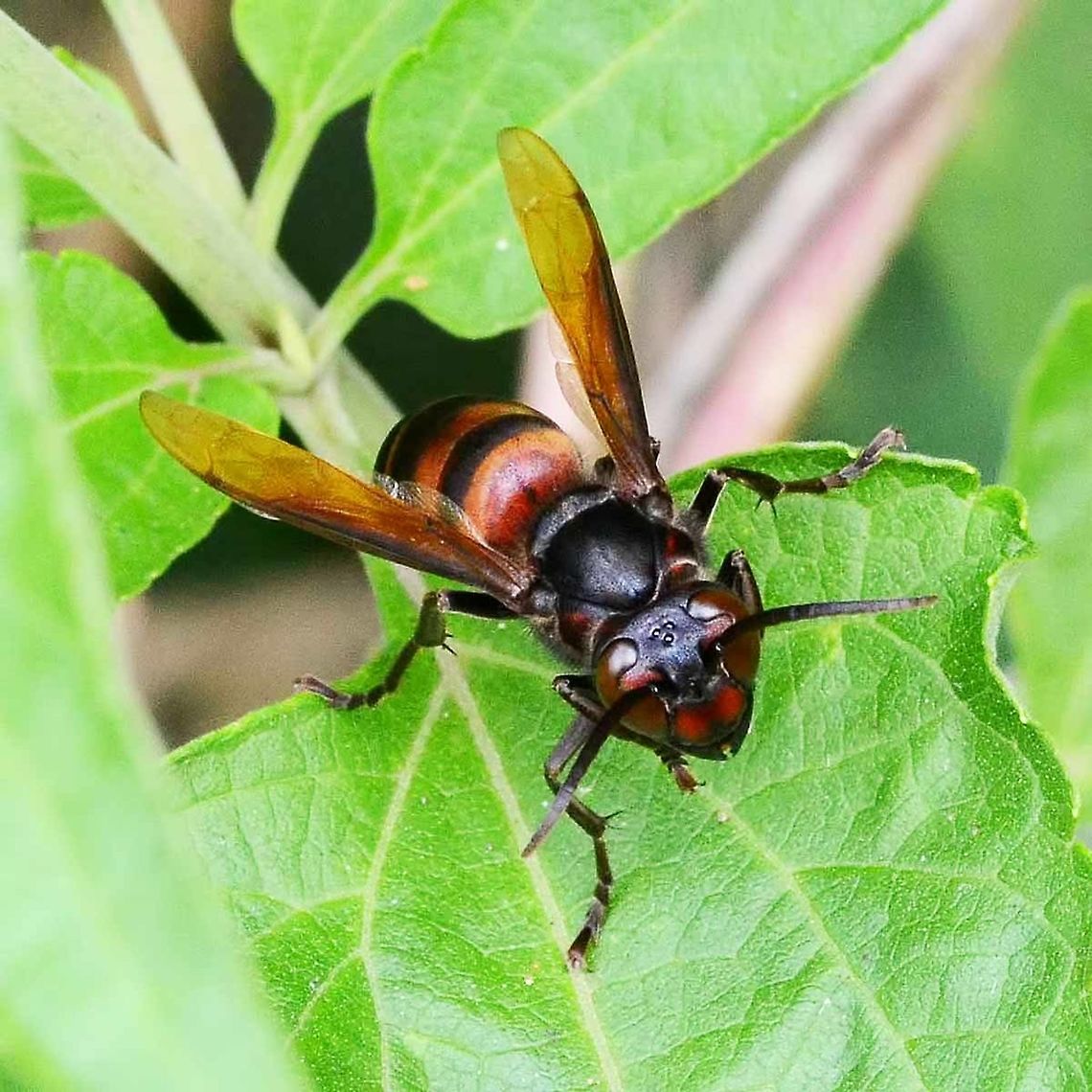 Vespa analis - Yellow-Vented Hornet Here is a front view. You can clearly see the group of three ocelli, the bugs flight navigation system. It is believed that this triangulation system of optical sensors, provides not only flight stabilization information, but also GPS style location information.<br />
<br />
The wasp itself feeds on sweet nectar, but its young require meat, usually from live bugs. You can see the spikes on the legs, used for gripping its prey.<br />
<br />
There are lots of discussions about how you should behave if attacked, much of it conflicting. Personally, I apply knowledge and common sense.<br />
<br />
A solitary wasp is not a threat, it should be ignored. Waving hands is just going to irritate the wasp as you have become a threat.<br />
<br />
If you see several wasps in the area, this would be a fair indication of a nest nearby. Don&rsquo;t panic. Look and see if you can identify the nest, look above, up in the trees also. If you spot the nest, simply avoid disturbing it. If you don&rsquo;t see the nest, move away, don&rsquo;t take risks, be careful not to bump anything.<br />
<br />
If a wasp confronts you, flies from side to side in front of your face, stand still. It is assessing you as a threat, stop being a threat and it will move on. You move on in the opposite direction.<br />
<br />
If the wasp stings you, the game is up. It is pointless standing still or lying on the ground, as the pheromone has been released and you have been marked like an infra-red laser. Move away, slowly. If the attack intensifies, I don&rsquo;t care what the rules are, I will be doing a Linford Christy. Look for cover, a house, barn, water, anything.<br />
<br />
If you are aware of your surroundings, such an event will never happen. Carelessness and stupidity is what causes problems.<br />
<br />
Location is Bandung, West Java, Indonesia. Alongside a stream and paddy fields.<br />
<figure class="photo"><a href="https://www.jungledragon.com/image/37716/vespa_analis_-_yellow-vented_hornet.html" title="Vespa analis - Yellow-Vented Hornet"><img src="https://s3.amazonaws.com/media.jungledragon.com/images/2784/37716_thumb.jpg?AWSAccessKeyId=05GMT0V3GWVNE7GGM1R2&Expires=1759968010&Signature=DKLpE6wVMmzT%2FDUHsTHOGcKJnOQ%3D" width="200" height="200" alt="Vespa analis - Yellow-Vented Hornet Hornets generally get a bad reputation, people thinking that the best is going to attack at any second. I know this all too well, as this was me up until just a few years ago. But I have learned that these bugs are simply not interested in me, unless I take an aggressive interest in them.<br />
<br />
I have photographed fifty plus species of wasp, and the only time that I was stung was when I picked up a tiny fly off the pool table, as it was obstructing my shot. It turned out to be a wasp. Ironically, I was trying not to kill it.<br />
<br />
The wasp in question, analis, is a social wasp and constructs a nest, starting with a single wasp. As the hatch progresses, the size of the nest is built on and can become sizeable.<br />
<br />
The danger comes when you accidentally bump the tree containing the nest. You will be investigated, and if considered a threat, you will be stung. When you are attacked, the wasp gives off a pheromone which calls more wasps into the attack. More stings, more pheromones, and very soon, you have the entire nest on your case.<br />
<br />
The sting is very painful, but only a problem if you have an allergy to the venom. Of course, if the nest attacks and you receive hundreds of stings, the sheer volume of venom will put you in danger.<br />
<br />
Location is Bandung, West Java, Indonesia. Alongside a stream and paddy fields.<br />
http://www.jungledragon.com/image/37715/vespa_analis_-_yellow-vented_hornet.html Austrolestes analis,Bandung,Fall,Geotagged,Indonesia,Java,Slender Ringtail,Vespa analis,West Java,analis,hornet,wasp,wasp nest" /></a></figure> Bandung,Geotagged,Indonesia,Java,Vespa analis,West Java,Winter,analis,wasp