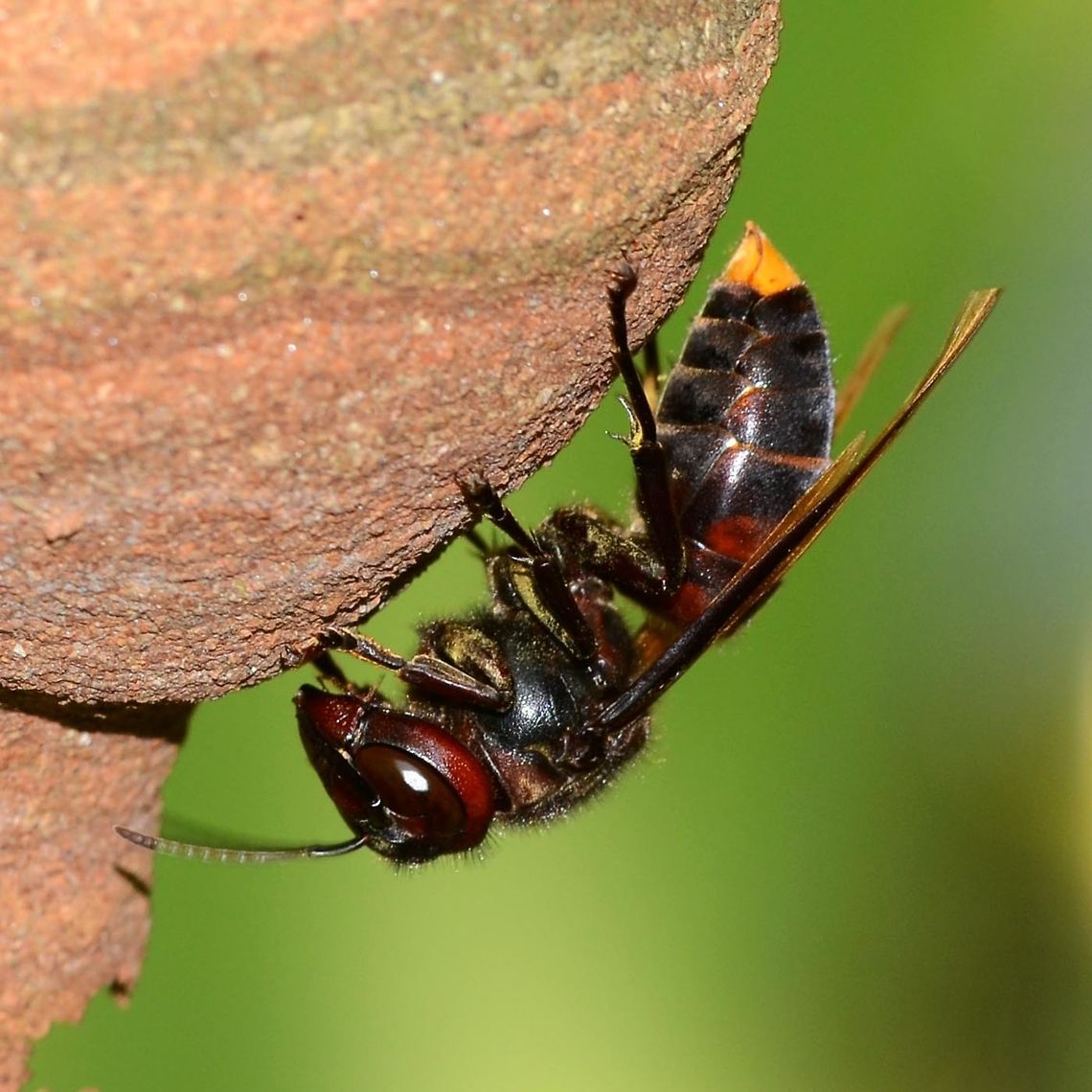 Vespa analis - Yellow-Vented Hornet Hornets generally get a bad reputation, people thinking that the best is going to attack at any second. I know this all too well, as this was me up until just a few years ago. But I have learned that these bugs are simply not interested in me, unless I take an aggressive interest in them.<br />
<br />
I have photographed fifty plus species of wasp, and the only time that I was stung was when I picked up a tiny fly off the pool table, as it was obstructing my shot. It turned out to be a wasp. Ironically, I was trying not to kill it.<br />
<br />
The wasp in question, analis, is a social wasp and constructs a nest, starting with a single wasp. As the hatch progresses, the size of the nest is built on and can become sizeable.<br />
<br />
The danger comes when you accidentally bump the tree containing the nest. You will be investigated, and if considered a threat, you will be stung. When you are attacked, the wasp gives off a pheromone which calls more wasps into the attack. More stings, more pheromones, and very soon, you have the entire nest on your case.<br />
<br />
The sting is very painful, but only a problem if you have an allergy to the venom. Of course, if the nest attacks and you receive hundreds of stings, the sheer volume of venom will put you in danger.<br />
<br />
Location is Bandung, West Java, Indonesia. Alongside a stream and paddy fields.<br />
<figure class="photo"><a href="https://www.jungledragon.com/image/37715/vespa_analis_-_yellow-vented_hornet.html" title="Vespa analis - Yellow-Vented Hornet"><img src="https://s3.amazonaws.com/media.jungledragon.com/images/2784/37715_thumb.JPG?AWSAccessKeyId=05GMT0V3GWVNE7GGM1R2&Expires=1759968010&Signature=GxwlXCQaILPzW6ohIfr8v%2BofOwU%3D" width="200" height="200" alt="Vespa analis - Yellow-Vented Hornet Here is a front view. You can clearly see the group of three ocelli, the bugs flight navigation system. It is believed that this triangulation system of optical sensors, provides not only flight stabilization information, but also GPS style location information.<br />
<br />
The wasp itself feeds on sweet nectar, but its young require meat, usually from live bugs. You can see the spikes on the legs, used for gripping its prey.<br />
<br />
There are lots of discussions about how you should behave if attacked, much of it conflicting. Personally, I apply knowledge and common sense.<br />
<br />
A solitary wasp is not a threat, it should be ignored. Waving hands is just going to irritate the wasp as you have become a threat.<br />
<br />
If you see several wasps in the area, this would be a fair indication of a nest nearby. Don&rsquo;t panic. Look and see if you can identify the nest, look above, up in the trees also. If you spot the nest, simply avoid disturbing it. If you don&rsquo;t see the nest, move away, don&rsquo;t take risks, be careful not to bump anything.<br />
<br />
If a wasp confronts you, flies from side to side in front of your face, stand still. It is assessing you as a threat, stop being a threat and it will move on. You move on in the opposite direction.<br />
<br />
If the wasp stings you, the game is up. It is pointless standing still or lying on the ground, as the pheromone has been released and you have been marked like an infra-red laser. Move away, slowly. If the attack intensifies, I don&rsquo;t care what the rules are, I will be doing a Linford Christy. Look for cover, a house, barn, water, anything.<br />
<br />
If you are aware of your surroundings, such an event will never happen. Carelessness and stupidity is what causes problems.<br />
<br />
Location is Bandung, West Java, Indonesia. Alongside a stream and paddy fields.<br />
http://www.jungledragon.com/image/37716/vespa_analis_-_yellow-vented_hornet.html Bandung,Geotagged,Indonesia,Java,Vespa analis,West Java,Winter,analis,wasp" /></a></figure> Austrolestes analis,Bandung,Fall,Geotagged,Indonesia,Java,Slender Ringtail,Vespa analis,West Java,analis,hornet,wasp,wasp nest