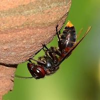 Vespa analis - Yellow-Vented Hornet Hornets generally get a bad reputation, people thinking that the best is going to attack at any second. I know this all too well, as this was me up until just a few years ago. But I have learned that these bugs are simply not interested in me, unless I take an aggressive interest in them.<br />
<br />
I have photographed fifty plus species of wasp, and the only time that I was stung was when I picked up a tiny fly off the pool table, as it was obstructing my shot. It turned out to be a wasp. Ironically, I was trying not to kill it.<br />
<br />
The wasp in question, analis, is a social wasp and constructs a nest, starting with a single wasp. As the hatch progresses, the size of the nest is built on and can become sizeable.<br />
<br />
The danger comes when you accidentally bump the tree containing the nest. You will be investigated, and if considered a threat, you will be stung. When you are attacked, the wasp gives off a pheromone which calls more wasps into the attack. More stings, more pheromones, and very soon, you have the entire nest on your case.<br />
<br />
The sting is very painful, but only a problem if you have an allergy to the venom. Of course, if the nest attacks and you receive hundreds of stings, the sheer volume of venom will put you in danger.<br />
<br />
Location is Bandung, West Java, Indonesia. Alongside a stream and paddy fields.<br />
http://www.jungledragon.com/image/37715/vespa_analis_-_yellow-vented_hornet.html Austrolestes analis,Bandung,Fall,Geotagged,Indonesia,Java,Slender Ringtail,Vespa analis,West Java,analis,hornet,wasp,wasp nest