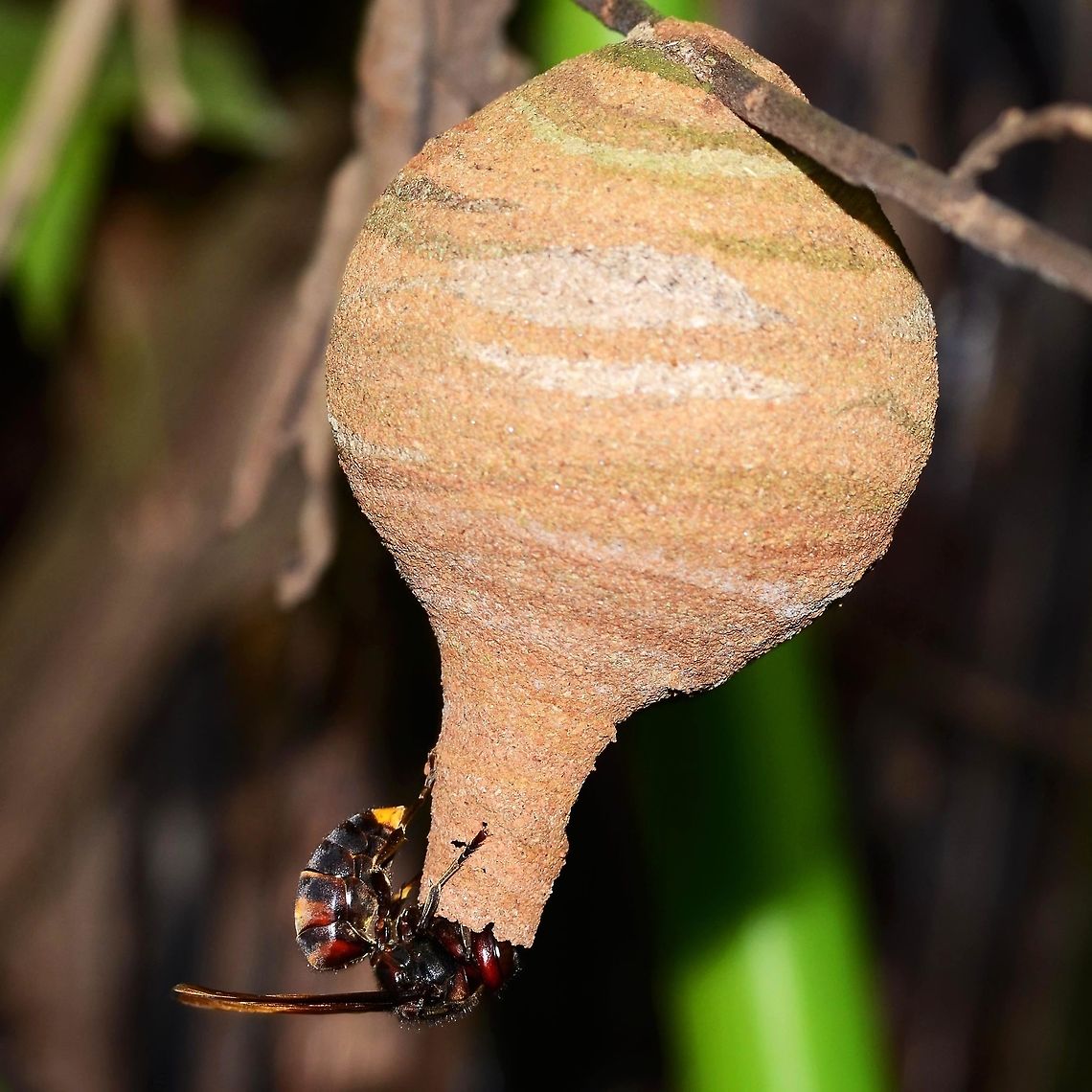 Vespa analis - Yellow-Vented Hornet I found this small analis nest hanging from a branch. I observed the wasp in and out, and established that it was a single wasp. The frequency of shot opportunities as mundanely slow, plus I wanted to see for myself, how aggressive the wasp was.<br />
<br />
With a long stick, and standing well back, I very lightly tapped the branch. The wasp was out of the nest in a flash, scanning the area for the threat. WOA! Extremely aggressive! The wasp did not see me, and so soon returned to the nest.<br />
<br />
Over the next few days, I used this very foolish technique to collect my images. The photographic settings were difficult, mostly under exposed. I was starting to make progress, when one day I arrived at the site and the nest was gone. The farmer had found it, and destroyed it. Fair enough, the nest was alongside the path, and eventually would have been a danger.<br />
<br />
Location is Bandung, West Java, Indonesia. Alongside a stream and paddy fields.<br />
<figure class="photo"><a href="https://www.jungledragon.com/image/37716/vespa_analis_-_yellow-vented_hornet.html" title="Vespa analis - Yellow-Vented Hornet"><img src="https://s3.amazonaws.com/media.jungledragon.com/images/2784/37716_thumb.jpg?AWSAccessKeyId=05GMT0V3GWVNE7GGM1R2&Expires=1767225610&Signature=6NaewVHafiMzSmV%2Fleo6v8wPCf0%3D" width="200" height="200" alt="Vespa analis - Yellow-Vented Hornet Hornets generally get a bad reputation, people thinking that the best is going to attack at any second. I know this all too well, as this was me up until just a few years ago. But I have learned that these bugs are simply not interested in me, unless I take an aggressive interest in them.<br />
<br />
I have photographed fifty plus species of wasp, and the only time that I was stung was when I picked up a tiny fly off the pool table, as it was obstructing my shot. It turned out to be a wasp. Ironically, I was trying not to kill it.<br />
<br />
The wasp in question, analis, is a social wasp and constructs a nest, starting with a single wasp. As the hatch progresses, the size of the nest is built on and can become sizeable.<br />
<br />
The danger comes when you accidentally bump the tree containing the nest. You will be investigated, and if considered a threat, you will be stung. When you are attacked, the wasp gives off a pheromone which calls more wasps into the attack. More stings, more pheromones, and very soon, you have the entire nest on your case.<br />
<br />
The sting is very painful, but only a problem if you have an allergy to the venom. Of course, if the nest attacks and you receive hundreds of stings, the sheer volume of venom will put you in danger.<br />
<br />
Location is Bandung, West Java, Indonesia. Alongside a stream and paddy fields.<br />
http://www.jungledragon.com/image/37715/vespa_analis_-_yellow-vented_hornet.html Austrolestes analis,Bandung,Fall,Geotagged,Indonesia,Java,Slender Ringtail,Vespa analis,West Java,analis,hornet,wasp,wasp nest" /></a></figure> Bandung,Fall,Geotagged,Indonesia,Java,Vespa analis,West Java,analis,wasp,wasp nest