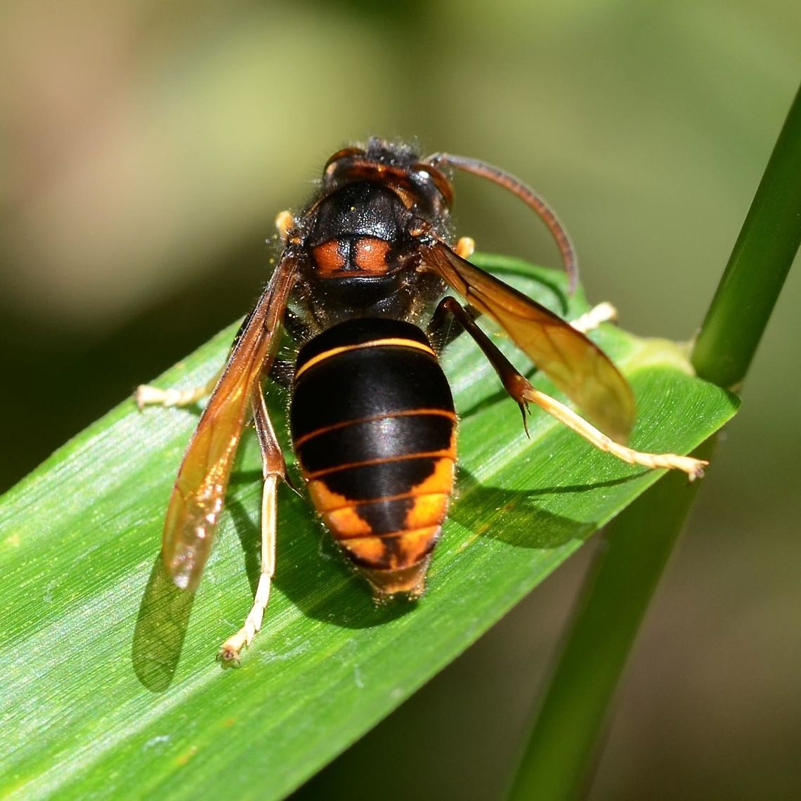 Vespa velutina - Asian Predatory Wasp Dorsal view.<br />
<br />
Location is Bandung, West Java, Indonesia. Alongside a stream and paddy fields.<br />
<figure class="photo"><a href="https://www.jungledragon.com/image/37719/vespa_velutina_-_asian_predatory_wasp.html" title="Vespa velutina - Asian Predatory Wasp"><img src="https://s3.amazonaws.com/media.jungledragon.com/images/2784/37719_thumb.jpg?AWSAccessKeyId=05GMT0V3GWVNE7GGM1R2&Expires=1759968010&Signature=gMgdo4SoFgTfWqf%2BeKinInwfaNs%3D" width="200" height="200" alt="Vespa velutina - Asian Predatory Wasp This is another one of those harmless hornets, until you disturb the nest. Usual precautions apply.<br />
<br />
I don&rsquo;t see too many of these, only photographed on two occasions for three images.<br />
<br />
Location is Bandung, West Java, Indonesia. Alongside a stream and paddy fields.<br />
http://www.jungledragon.com/image/37718/vespa_velutina_-_asian_predatory_wasp.html Asian predatory wasp,Bandung,Geotagged,Indonesia,Java,Vespa,Vespa velutina,West Java,Winter,hornet,velutina,wasp" /></a></figure> Asian predatory wasp,Bandung,Geotagged,Indonesia,Java,Vespa,Vespa velutina,West Java,Winter,hornet,velutina,wasp