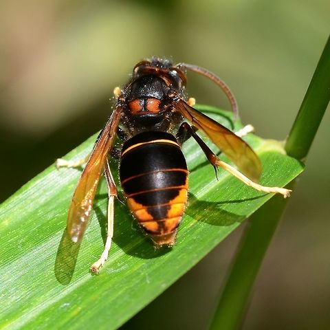Vespa velutina - Asian Predatory Wasp Dorsal view.

Location is Bandung, West Java, Indonesia. Alongside a stream and paddy fields.
http://www.jungledragon.com/image/37719/vespa_velutina_-_asian_predatory_wasp.html Asian predatory wasp,Bandung,Geotagged,Indonesia,Java,Vespa,Vespa velutina,West Java,Winter,hornet,velutina,wasp