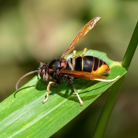 Asian predatory wasp