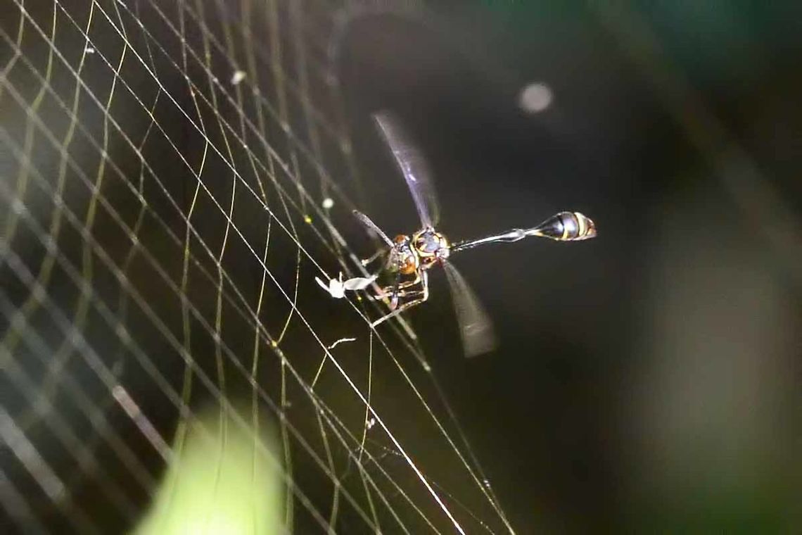 Stenogastrinae - Hover Wasp I have spent a couple of years trying to get a decent shot of this hover wasp stealing food from the web of the Nephila pilipes&rsquo; web. It is not an uncommon site, but the wasp is shy, and it always seems to be inaccessible. The event only lasts a second or two and it is all over.<br />
<br />
And now, I find that I cannot get an ID beyond family. Still, it is worth posting to show you the crazy things that go on in the bug world.<br />
<br />
Location is Bandung, West Java, Indonesia. Alongside a stream and paddy fields. Bandung,Geotagged,Indonesia,Java,Summer,West Java,Winter,stenogaster,stenogastrinae,wasp