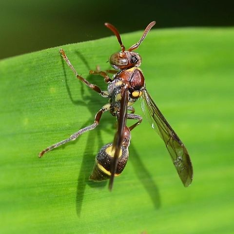 Ropalidia fasciata This is a small, nectar feeding wasp. I see it often on scrub-land, feeding on the creeping foxglove. Not much to say from my observations, a harmless little creature.

Location is Bandung, West Java, Indonesia. Alongside a stream and paddy fields. Bandung,Geotagged,Indonesia,Java,Ropalidia,Ropalidia fasciata,Summer,West Java,wasp